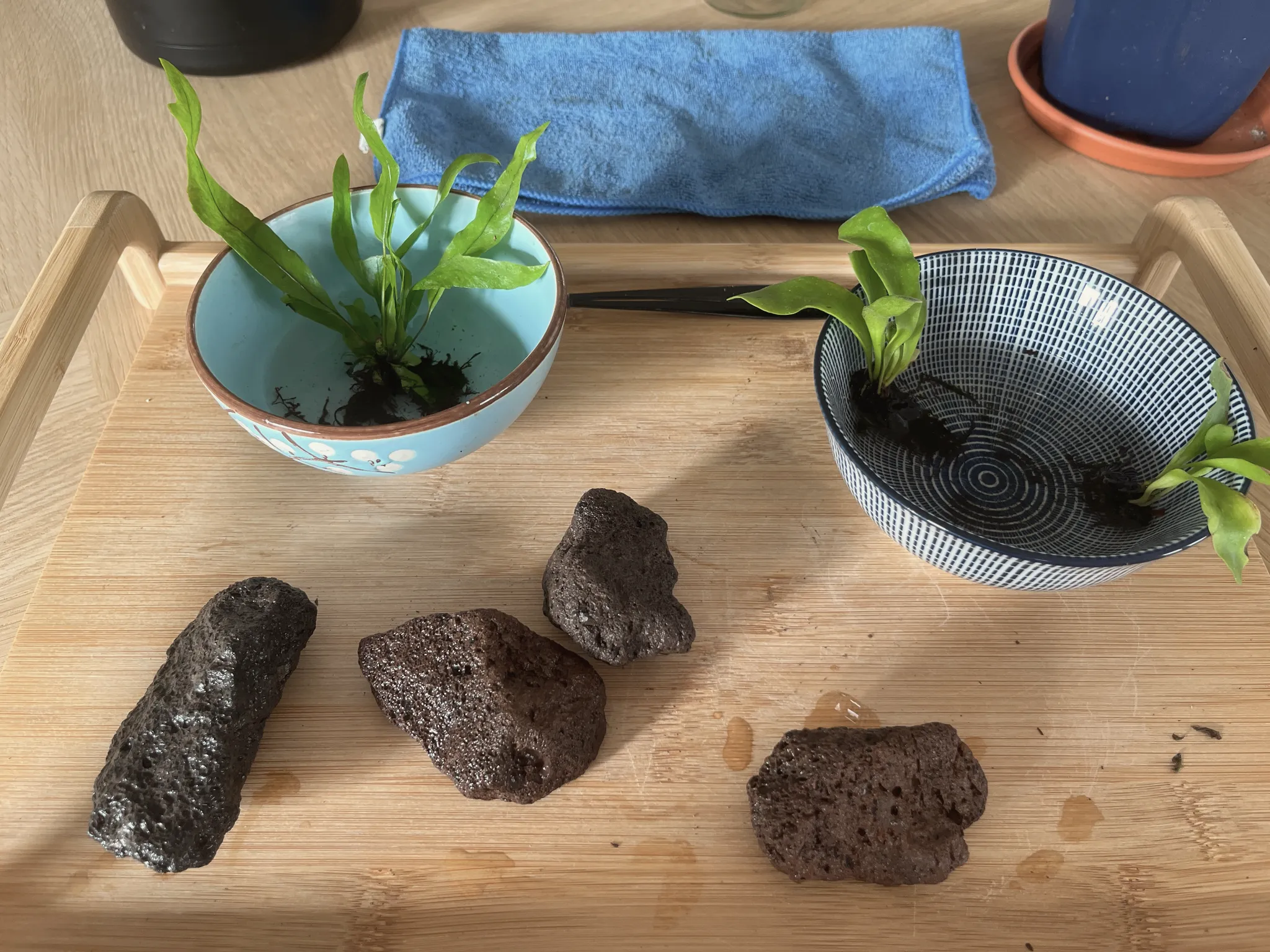 Two ferns in ceramic bowls beside three pieces of dark lava rock laid out on a bamboo tray, ready to be attached.