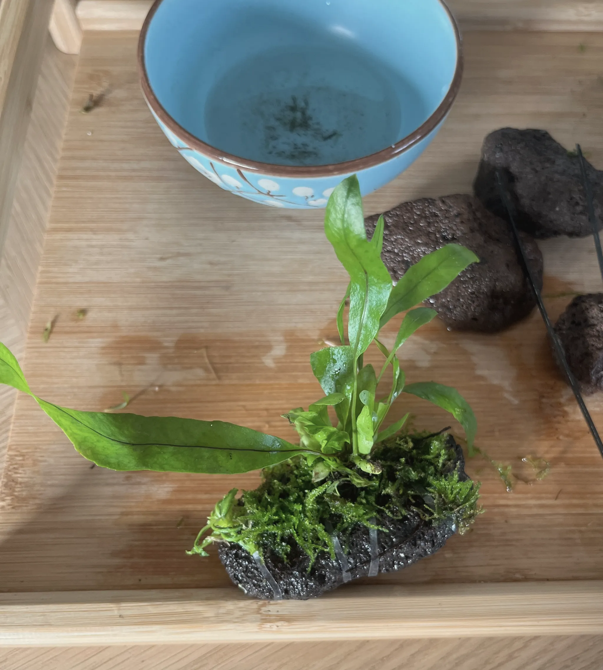 A fern being attached to a piece of lava rock with moss packed around its roots, a blue bowl of water and more lava rock nearby on the bamboo tray.