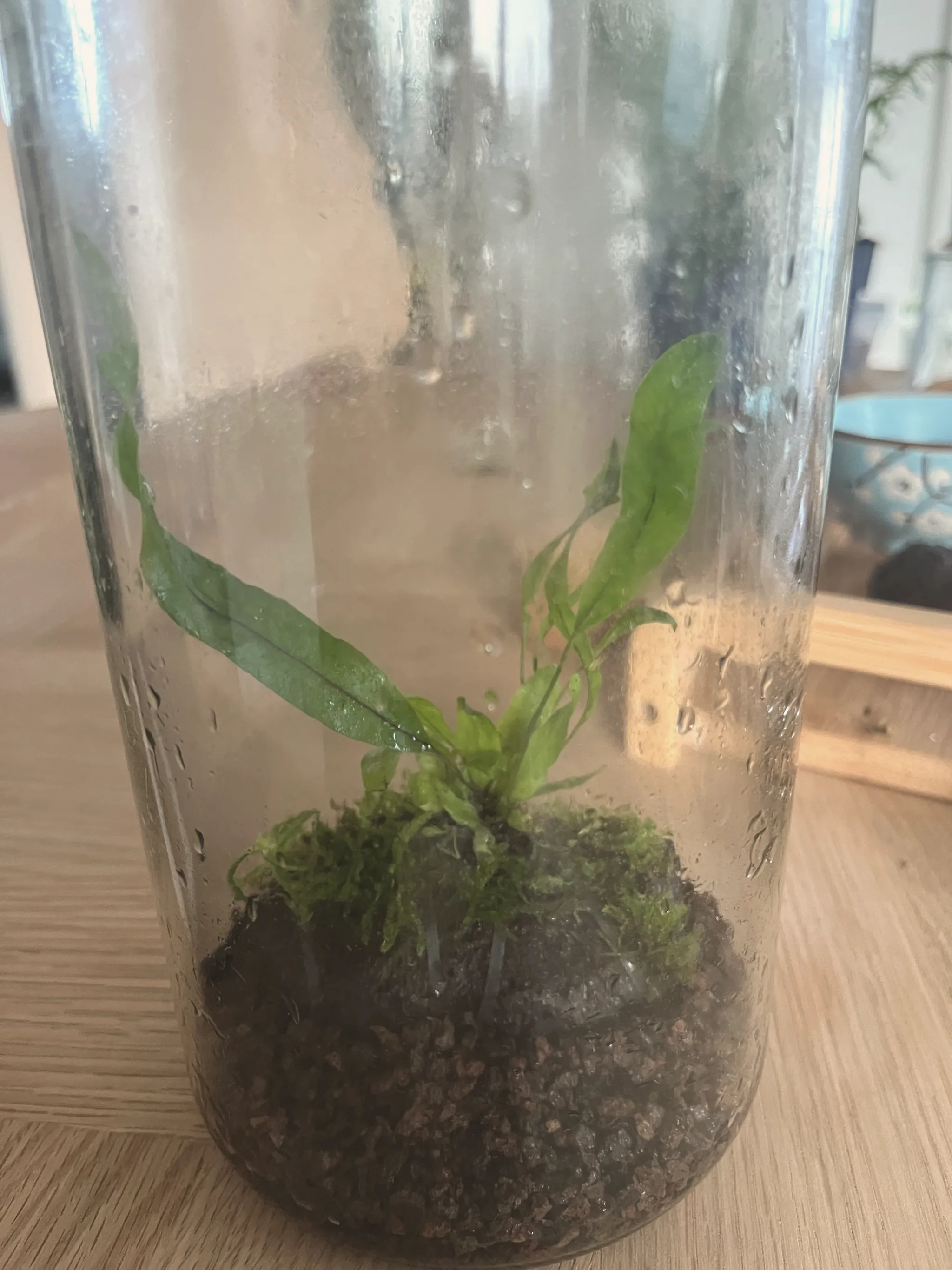 The finished fern-on-rock placed inside a tall clear glass jar with condensation on the walls and dark soil at the bottom, on a wooden table.