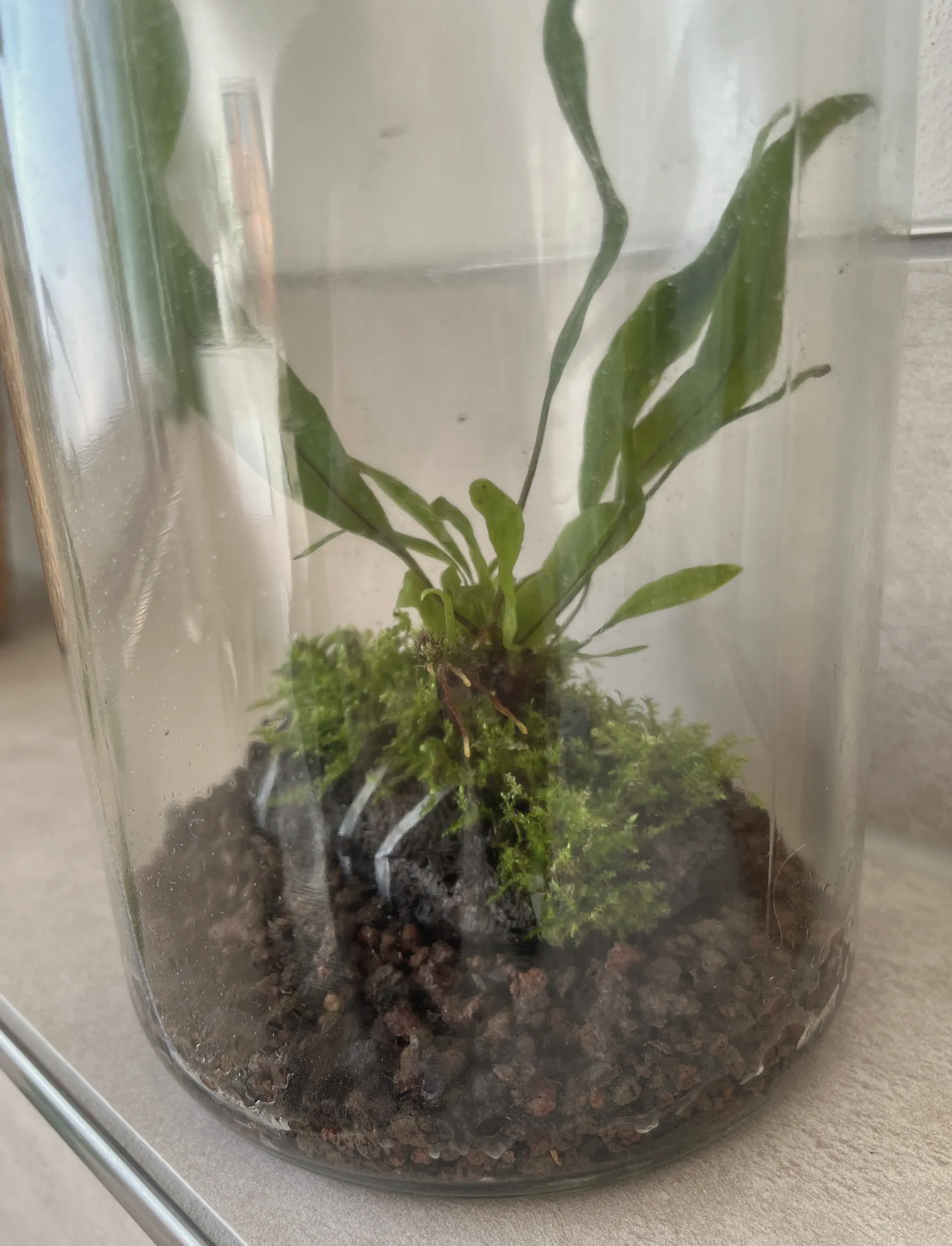 A fern growing on a moss-covered lava rock inside a tall clear glass jar, strap-shaped fronds arching up and pale rhizome roots creeping over the rock, with dark soil and gravel in the base, on a windowsill in indirect light.