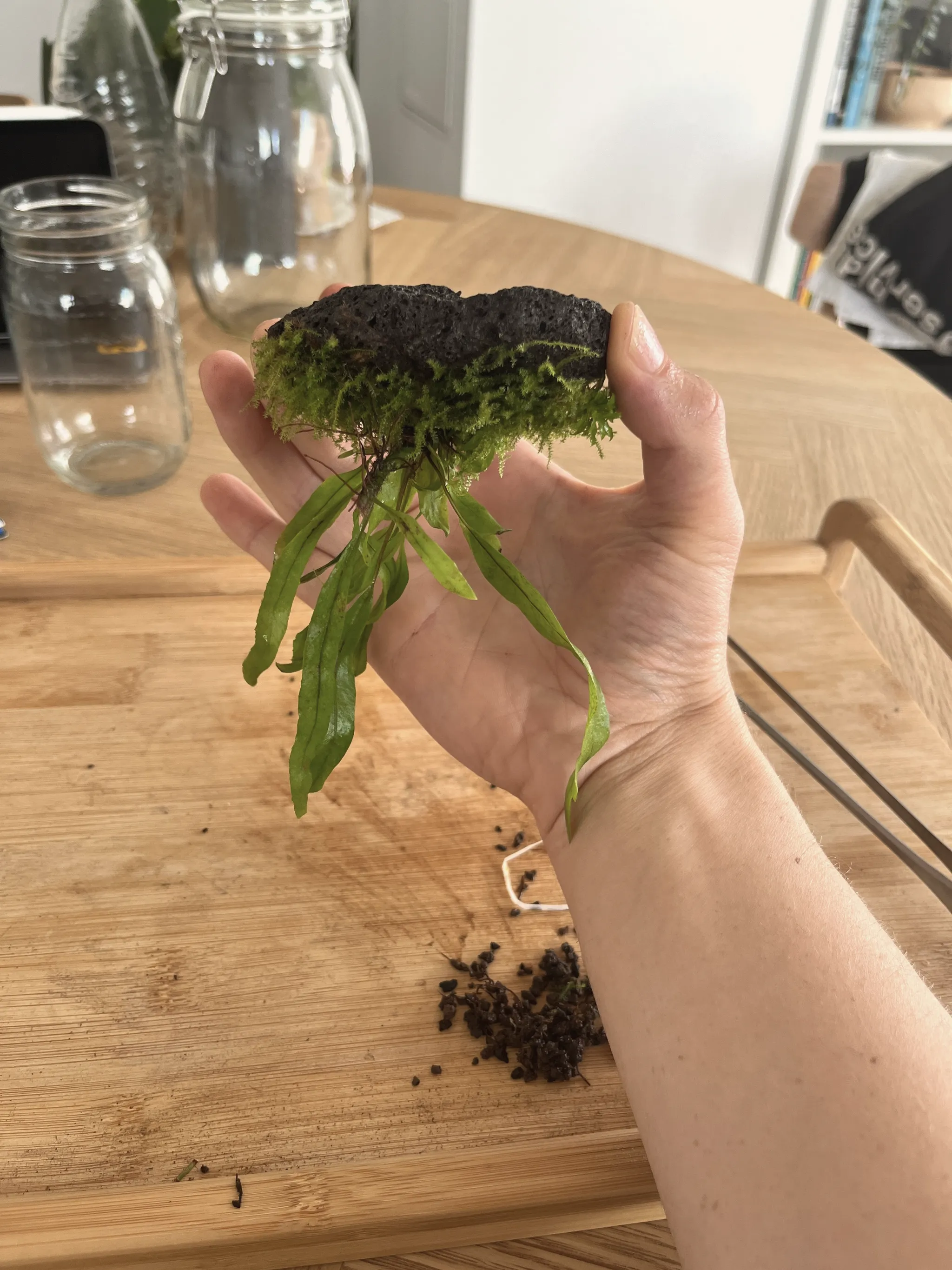 The fern-on-rock held up from the side, showing the mossy green underside and fine fern roots dangling below; loose soil on the table.