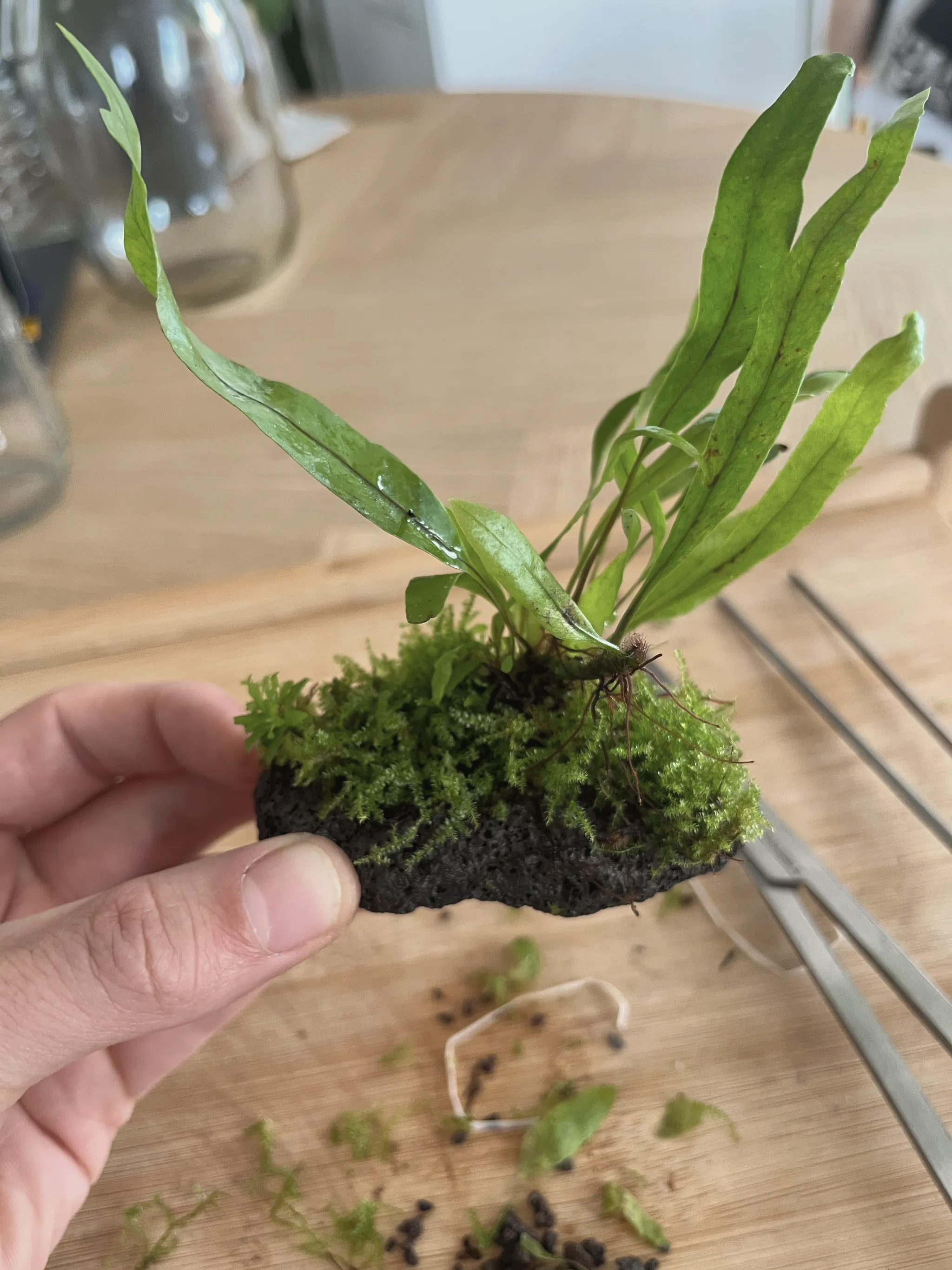 The moss-covered fern rock held in a hand, upright fronds with a few water droplets catching the light; trimmed moss clippings scattered on the table.