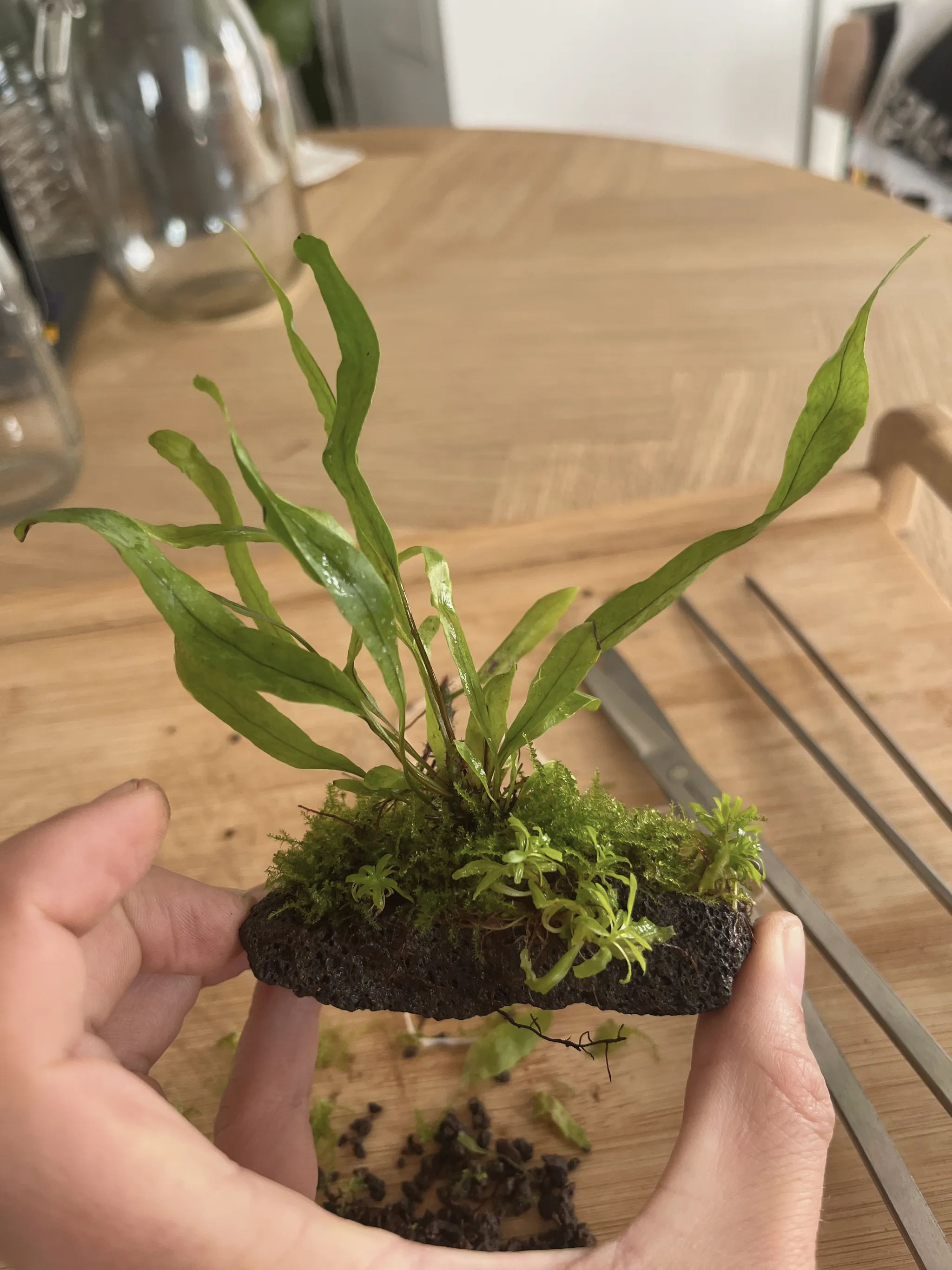 A fern growing on a small moss-topped lava rock, held in a hand over a wooden table; long strap-shaped fronds rise from the rock.