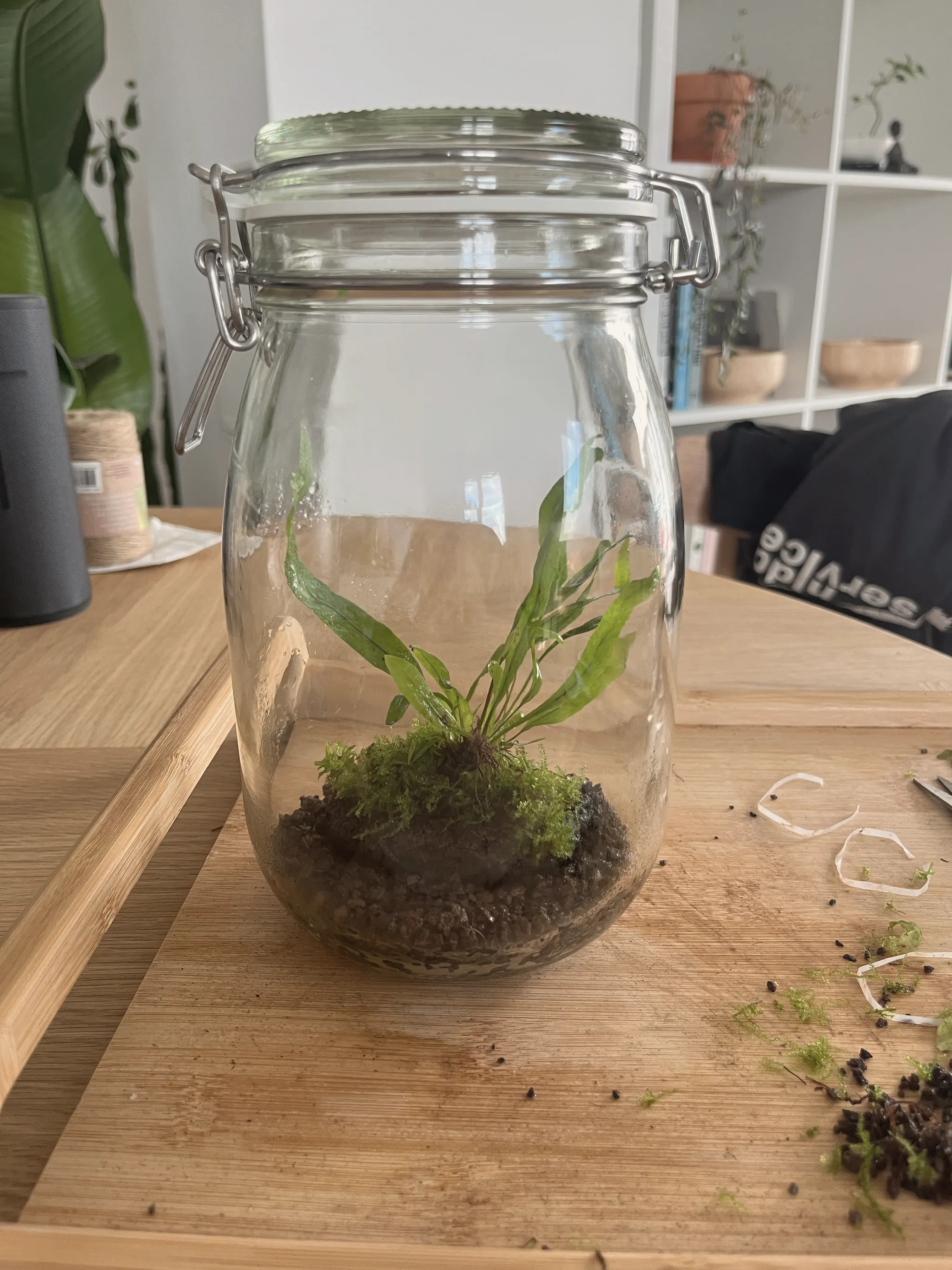 The fern and moss planted on their rock inside a large closed glass jar terrarium standing on a wooden board, with indoor shelving in the background.