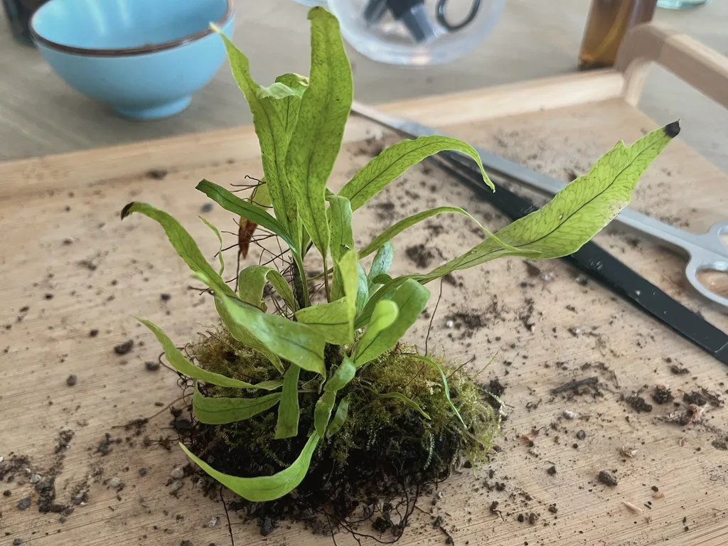 A fern with strap-shaped fronds and a mossy root ball lifted out onto a wooden table mid-repotting, scattered soil and a blue bowl behind.