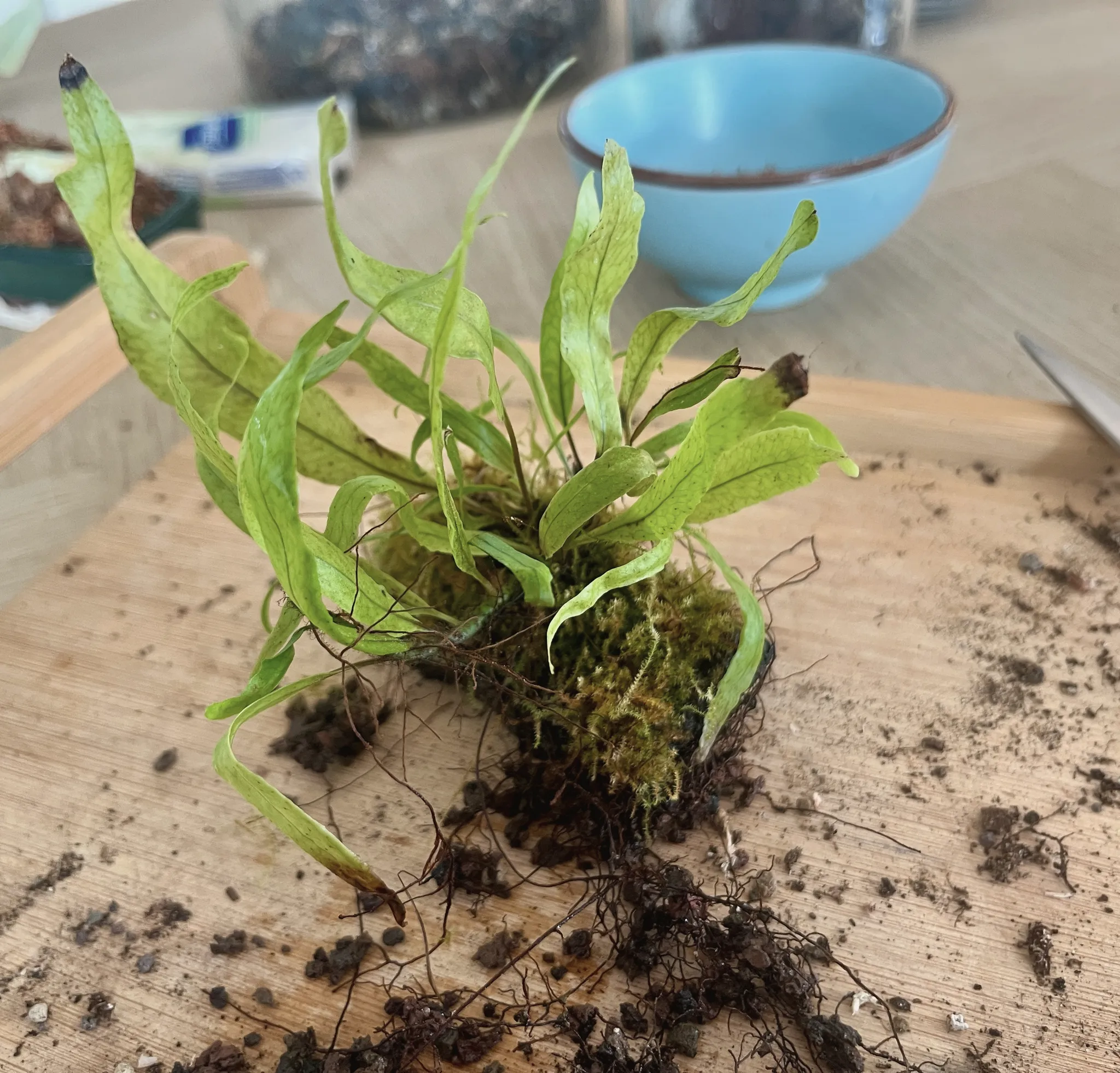 The same fern resting on the table with roots and moss exposed at the base, loose soil around it and a blue bowl behind.