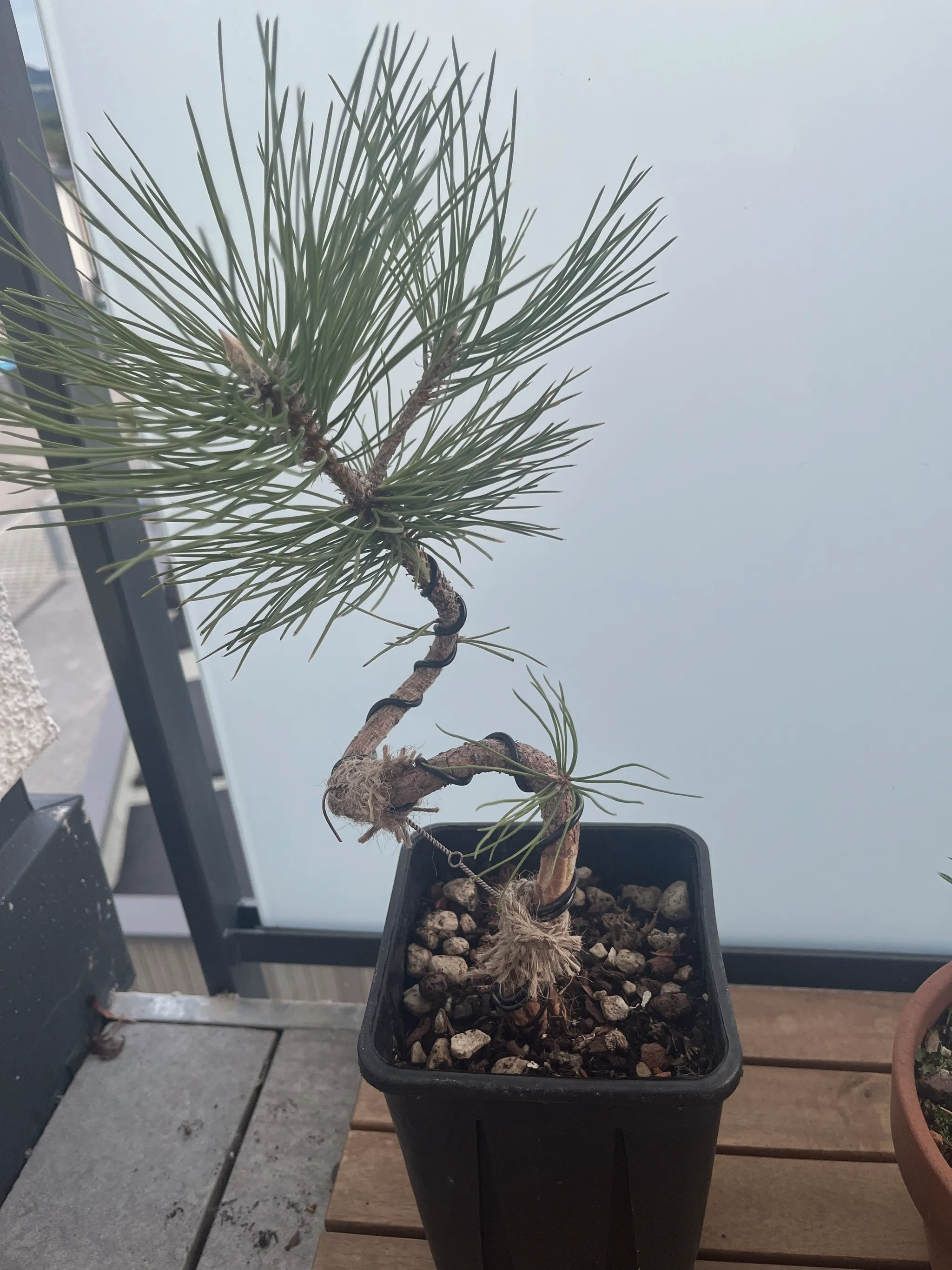 A young Japanese black pine seedling with a wired, curved trunk in a black plastic training pot, its long dark-green needles fanning out, on a balcony railing.
