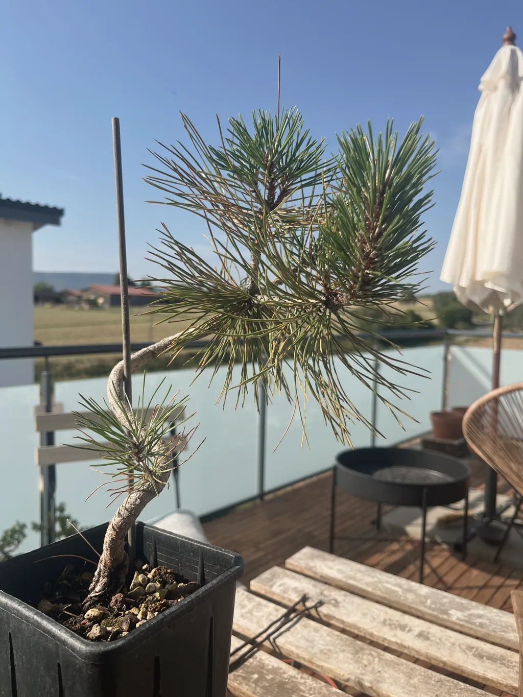 A young Japanese black pine with a wired curved trunk in a black plastic pot, a spray of green needles on top, on a balcony with a hazy landscape and folded parasol behind.