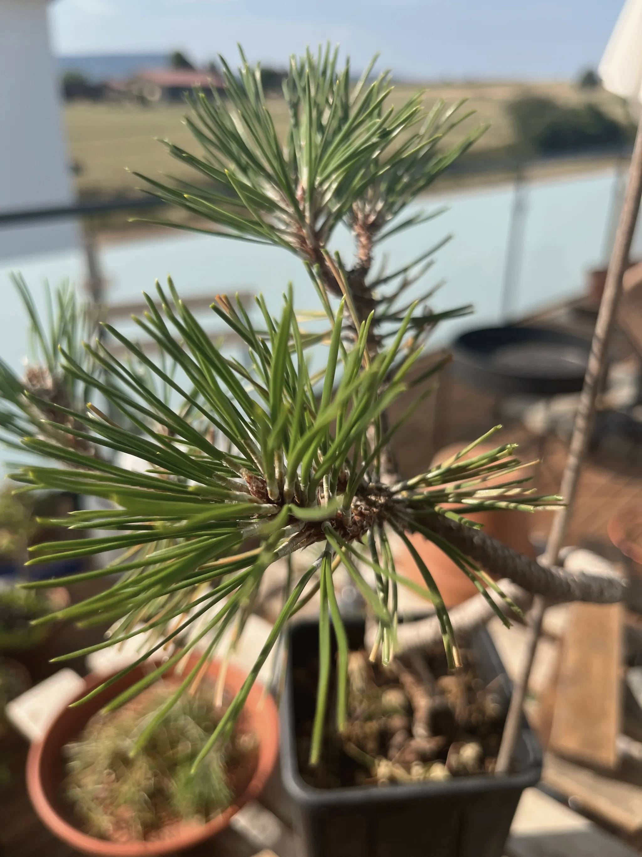 Close view of the black pine's needle tufts and branch tips with small buds forming, balcony railing and landscape blurred behind.