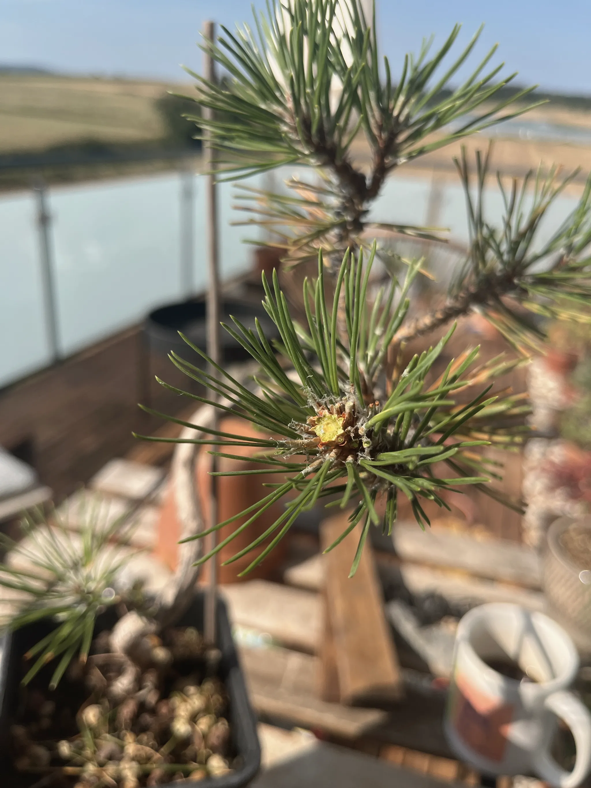 Close-up of a black pine branch tip showing a growing bud with a bead of yellow resin among the needles, balcony and pots blurred behind.