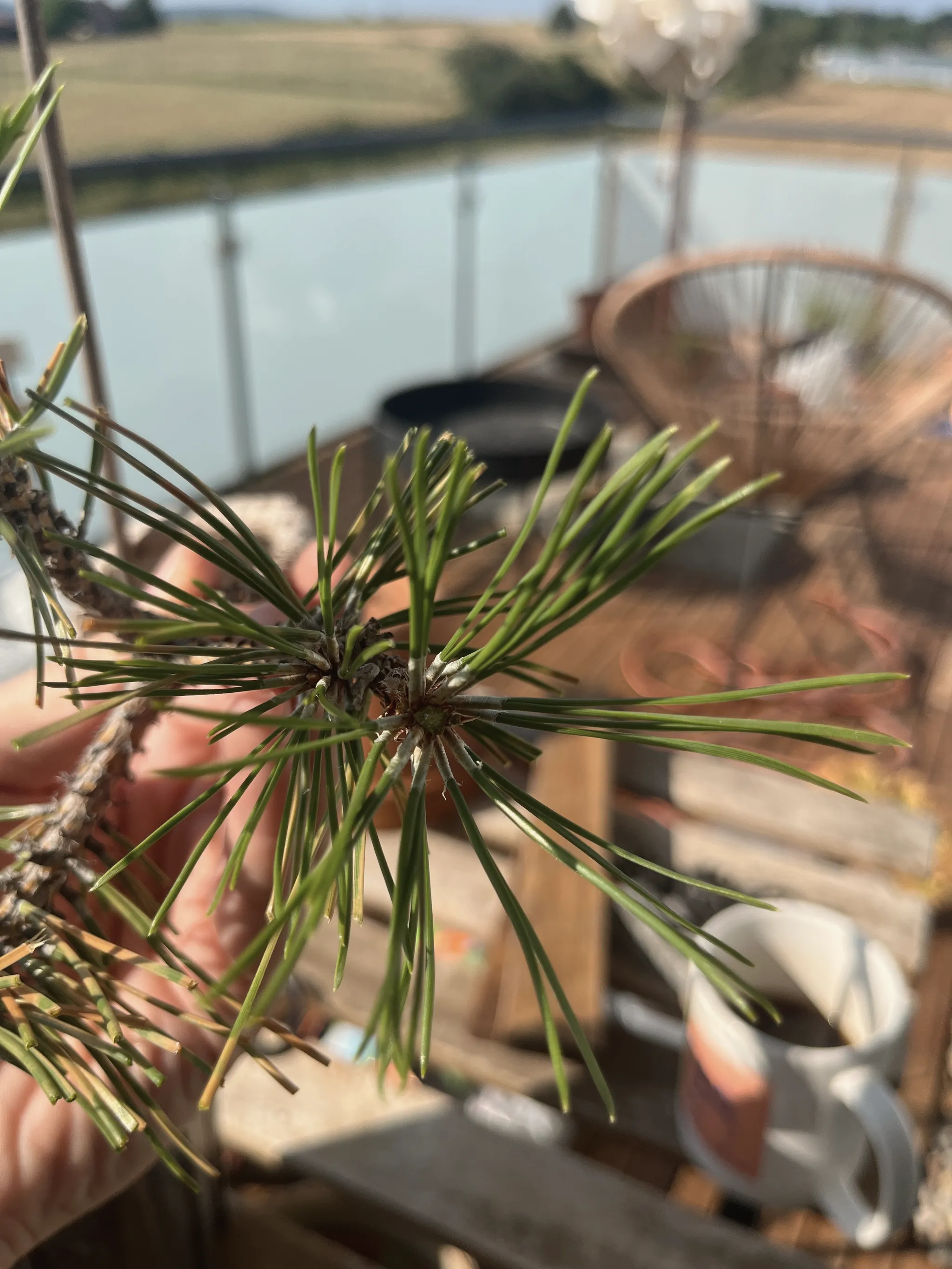 A black pine branch tip held in a hand, a whorl of green needles around the growing tip, a balcony table and mug blurred behind.