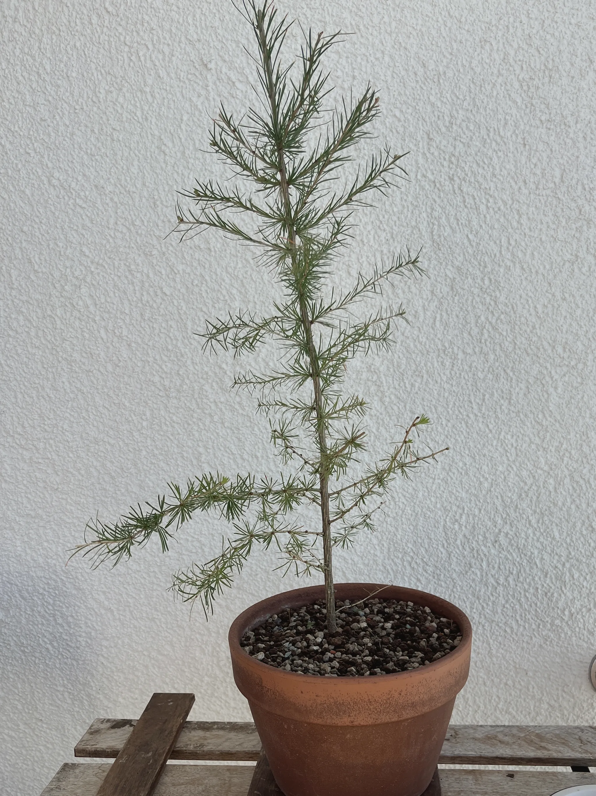 A young larch in a terracotta pot, its single slender trunk carrying whorls of short side branches with one longer branch sweeping out low to the left, standing on a weathered wooden bench against a white rendered wall.
