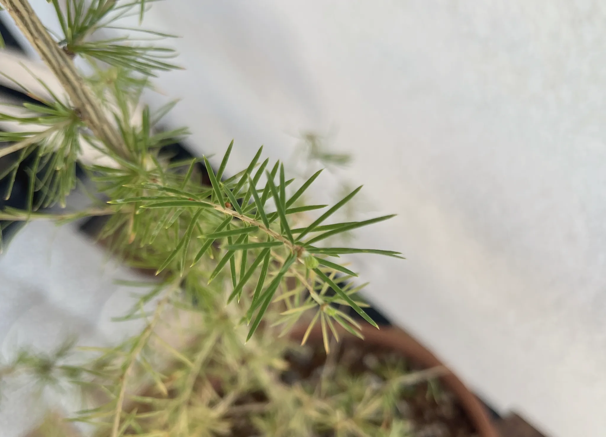 Close view of a single larch branch running diagonally, fresh green needles fanning out in dense rosettes along it, with older yellowing needles below and the rim of the terracotta pot out of focus at the lower right.