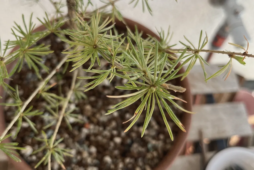 Looking down onto a young larch's branches, the needles opening in bright green rosettes along thin twigs and one bare branch reaching off to the right, over the terracotta pot's gritty top dressing with a wooden bench blurred behind.