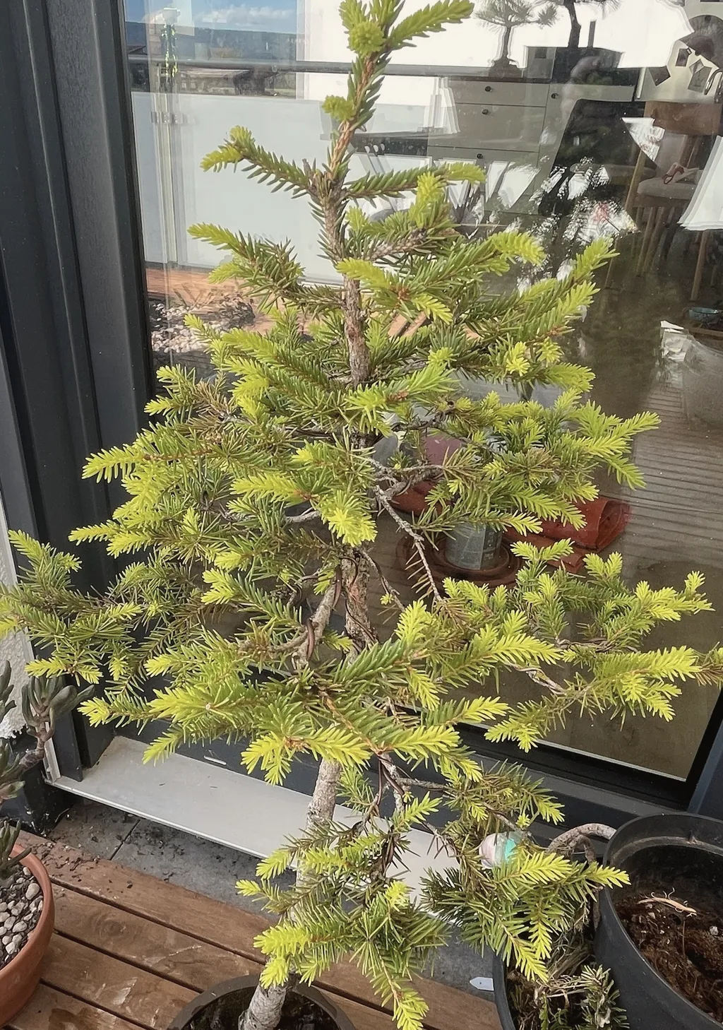 Close view of the spruce's branches, bright yellow-green new growth at the tips over darker older needles, beside a glass balcony railing.