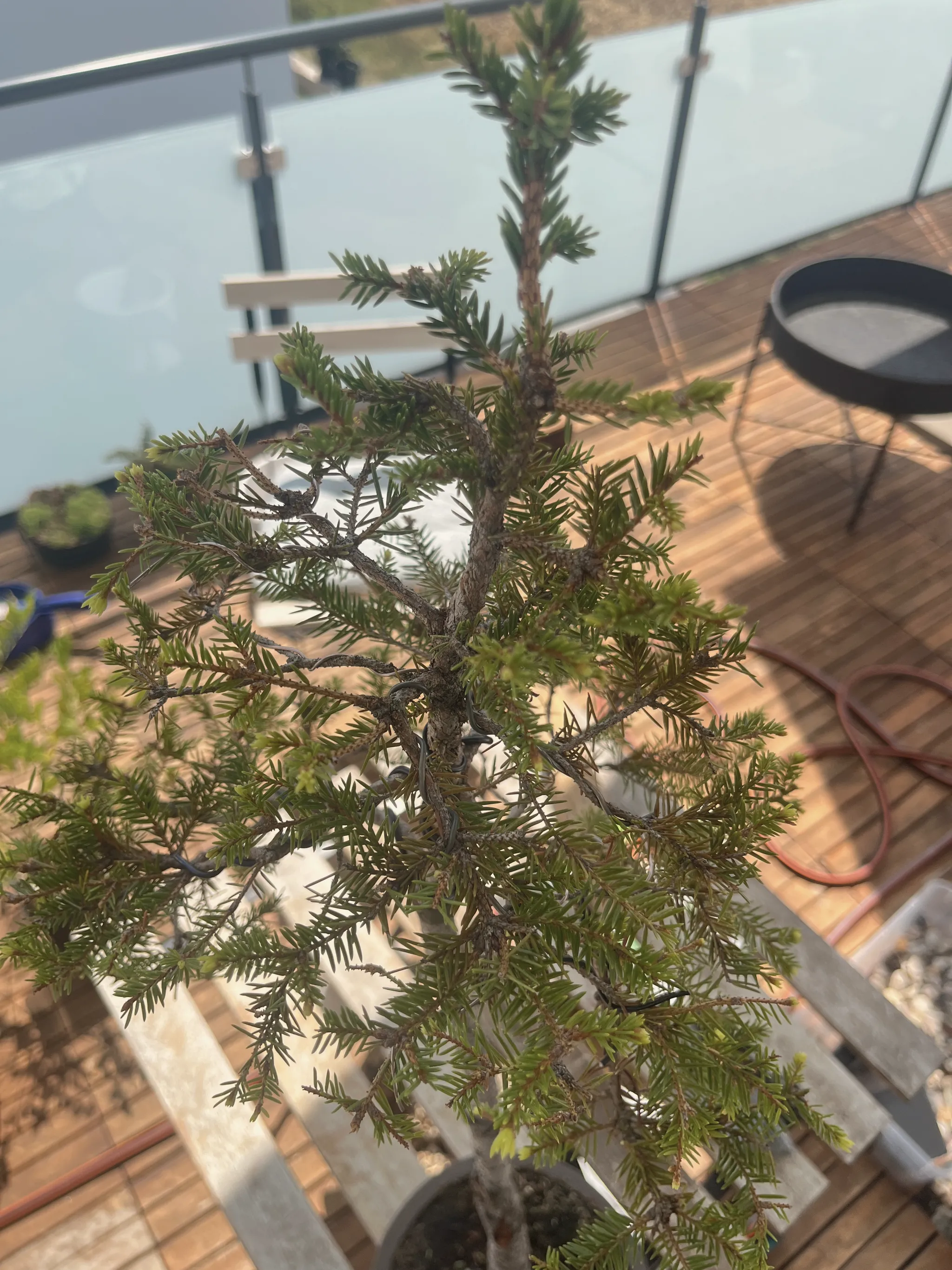Looking down over a spruce's layered branches and green needles narrowing to a leader at the top, on a sunny balcony deck by a glass railing.