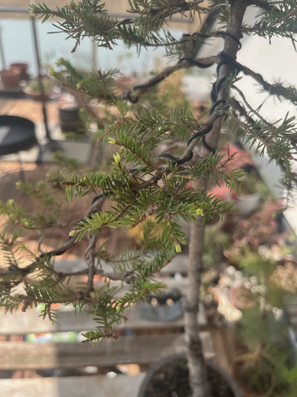 Close view of a spruce's branches wired dark brown to shape them, green needles with a few reddish tips, a balcony blurred behind.
