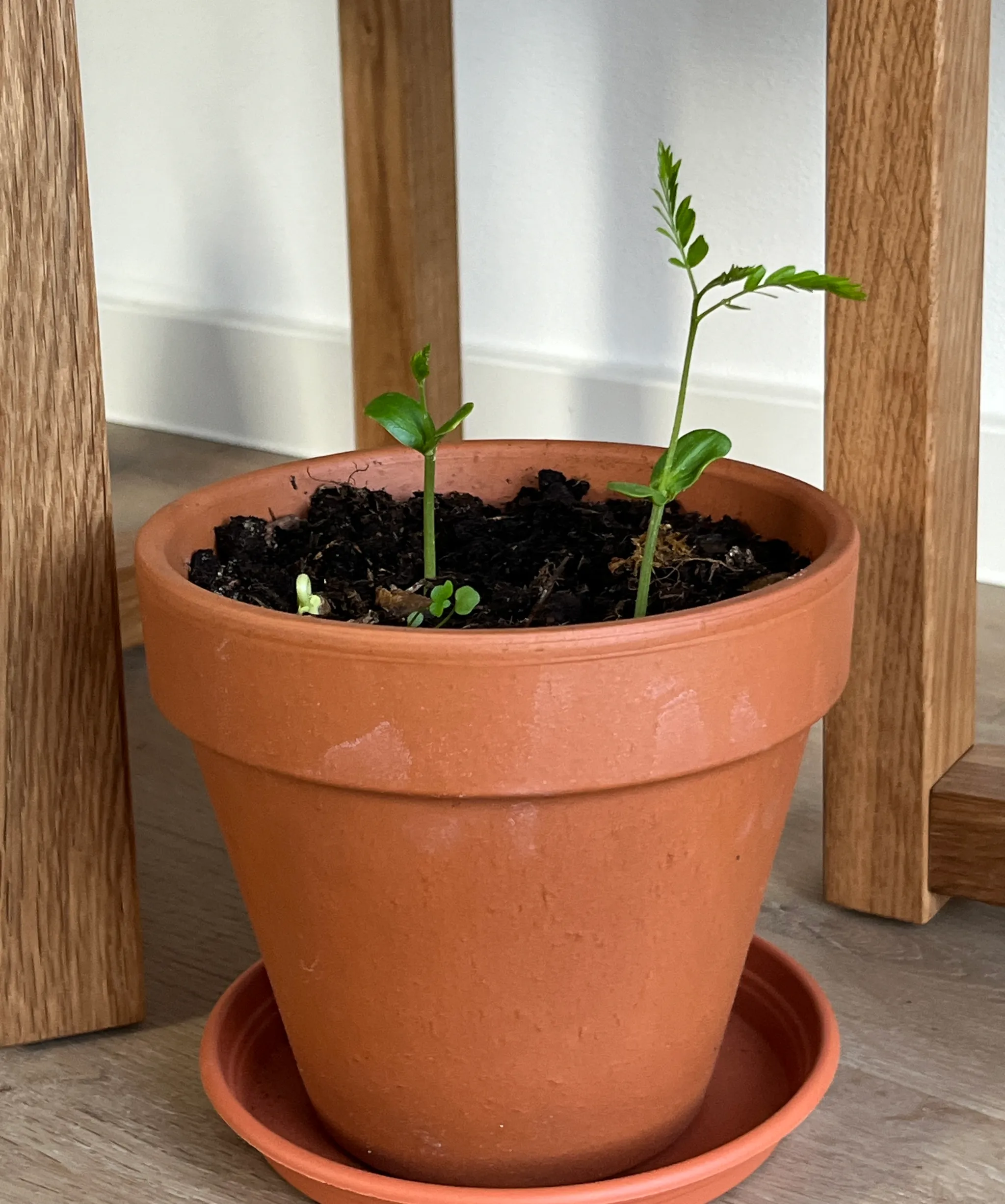 Two honey locust (Gleditsia) seedlings in a terracotta pot on a saucer, fine pinnate green leaves, on a pale wooden floor.