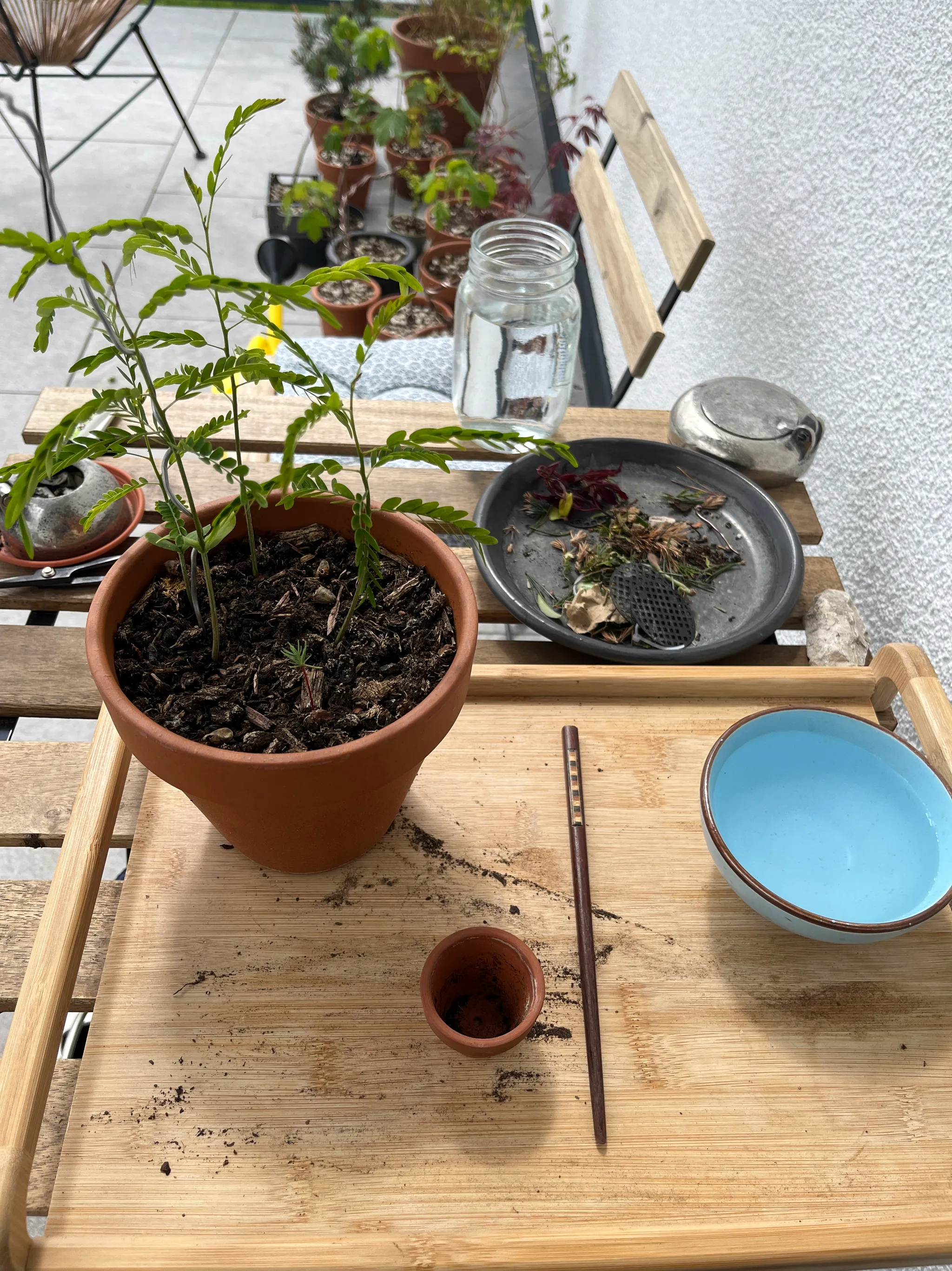 A repotting scene on a balcony bench: a terracotta pot of feathery honey-locust seedlings, a small empty pot, a chopstick, a glass jar and a blue bowl of water on a bamboo tray.