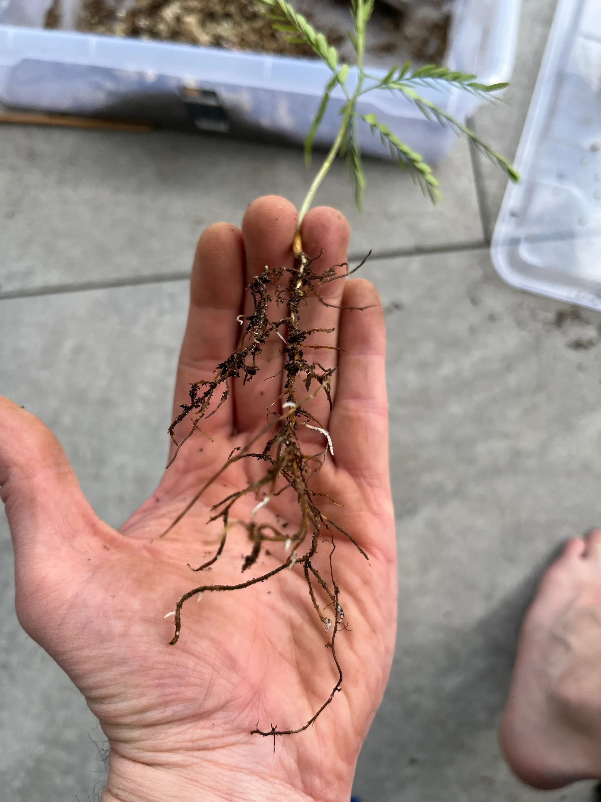 A hand holding an uprooted honey-locust seedling, feathery green foliage above and a long, well-branched bare root system below, over paving.