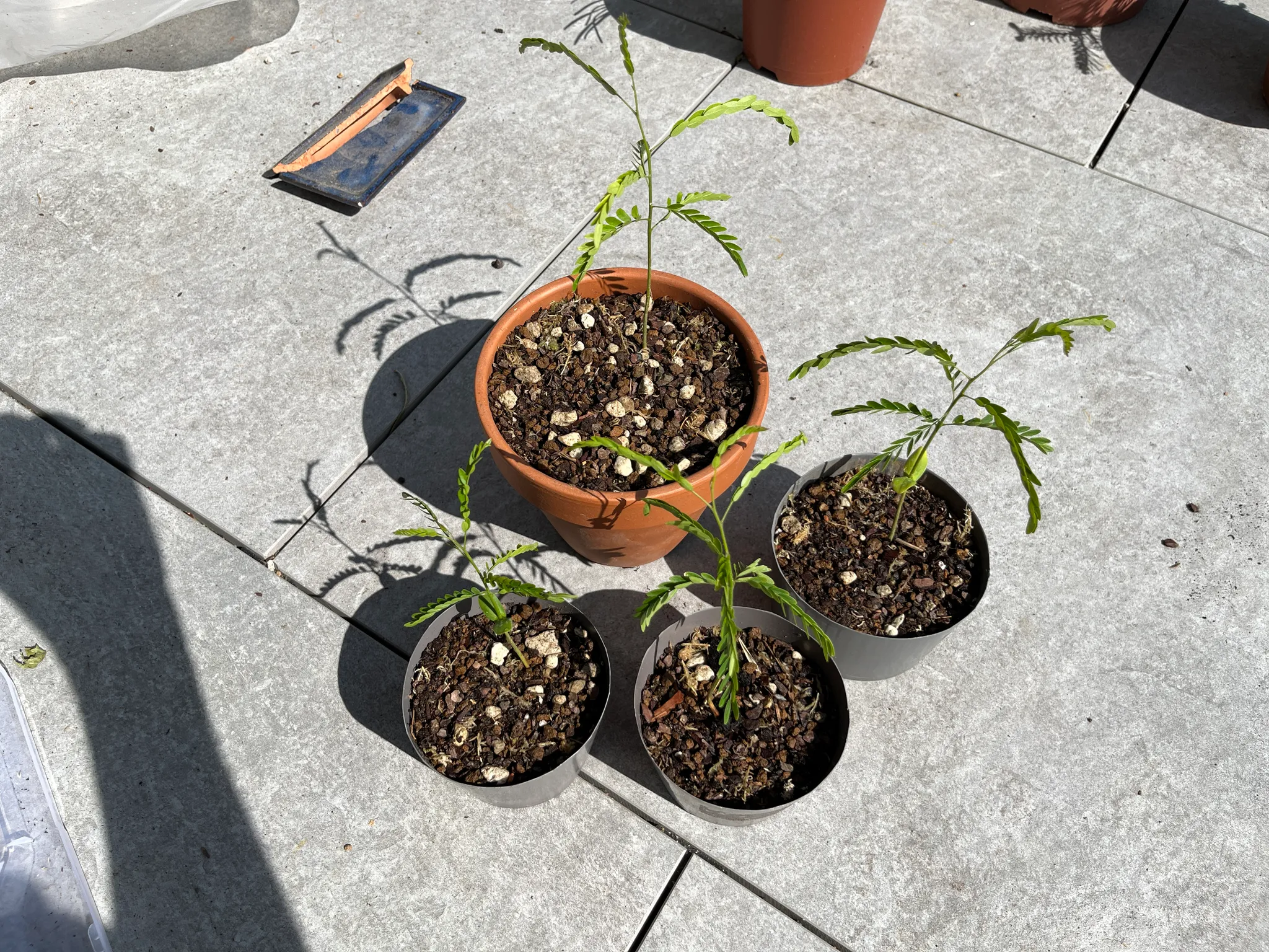 Four honey-locust seedlings potted up outdoors on paving — one in a terracotta pot and three in small black pots — each with fine pinnate leaves in sunlight.