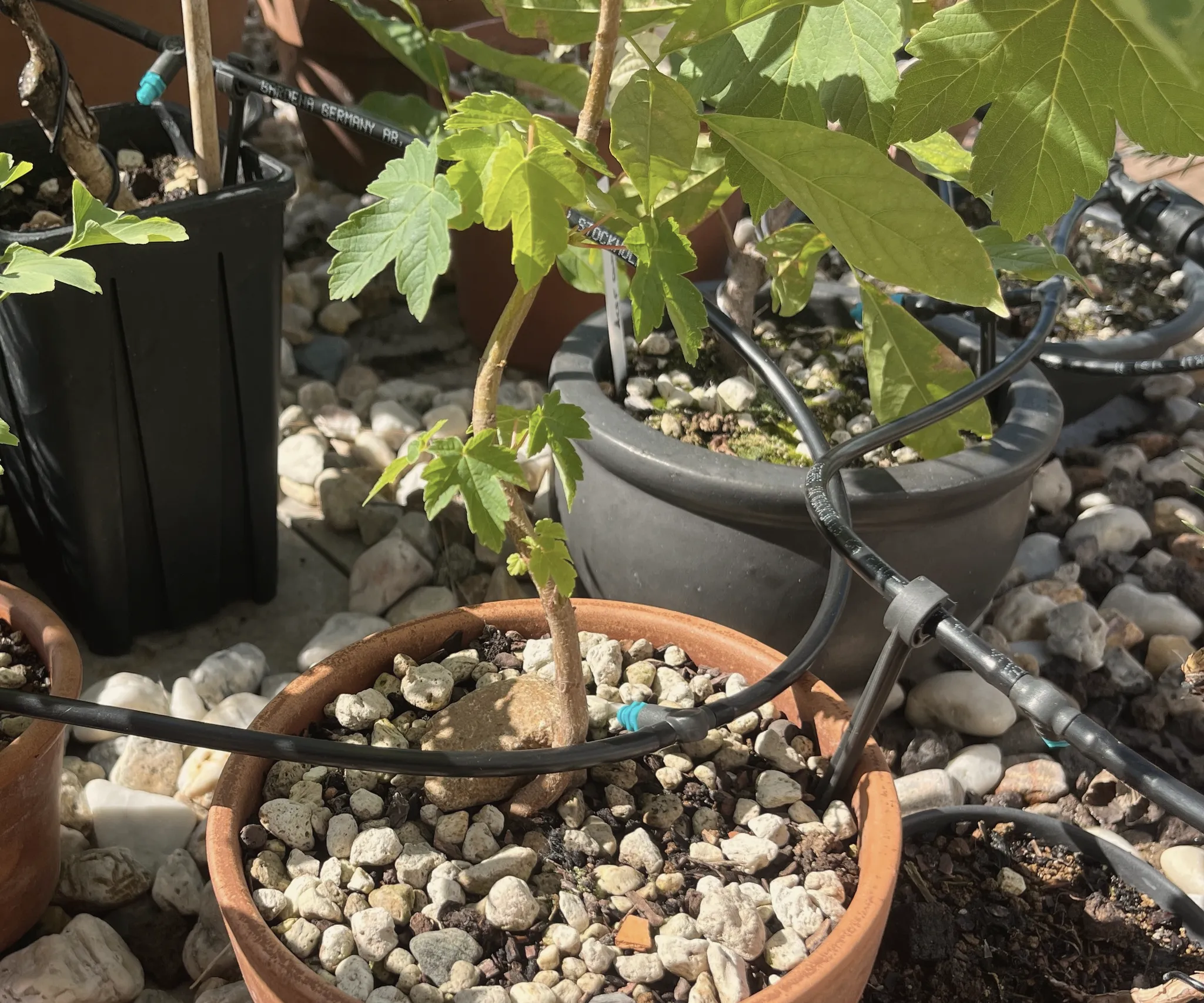 A small maple with lobed green leaves in a terracotta pot among other potted trees on a gravel balcony, black drip-irrigation tubing running between the pots.