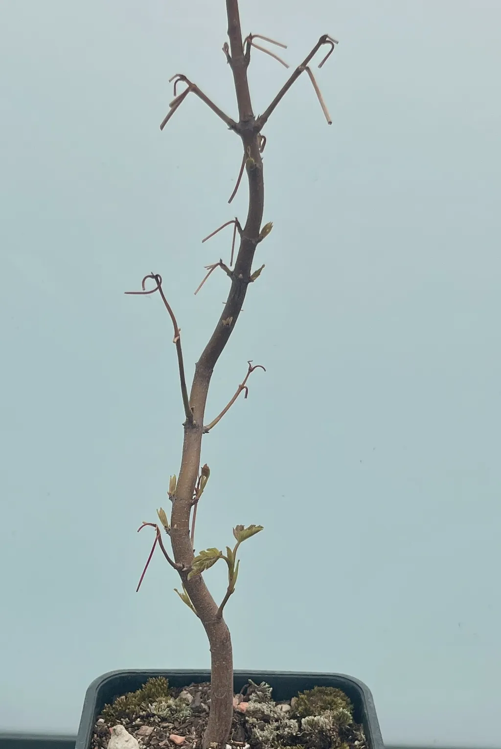 A nearly bare maple sapling with a slender trunk, pruned side branches and a few emerging leaf buds near the base, in a dark pot against a pale background.