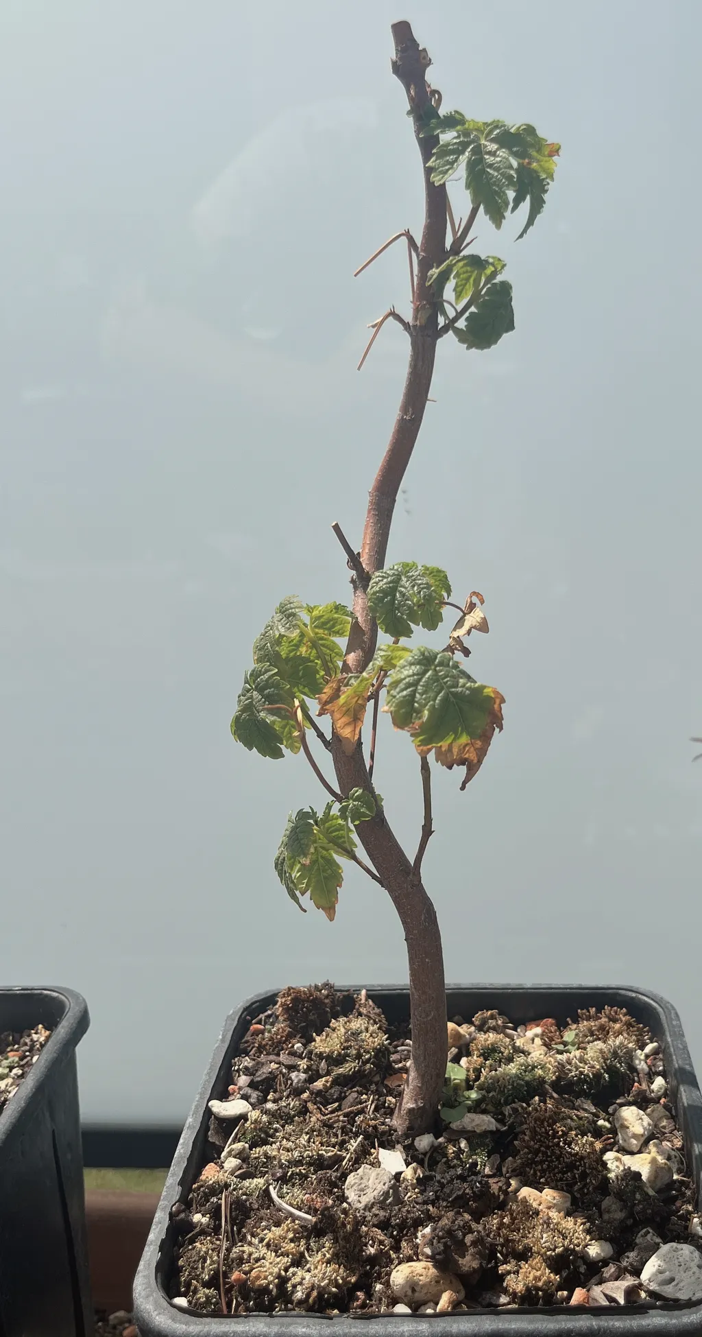 A thin maple sapling with a curved reddish trunk and a few small lobed leaves, some edges browned, in a black plastic pot with mossy soil against a hazy sky.