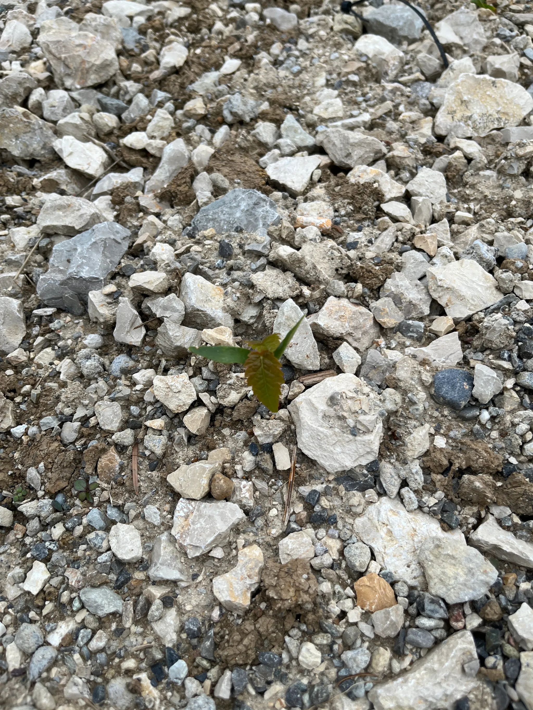 A tiny maple seedling with a pair of small green leaves emerging from a bed of pale crushed gravel outdoors.