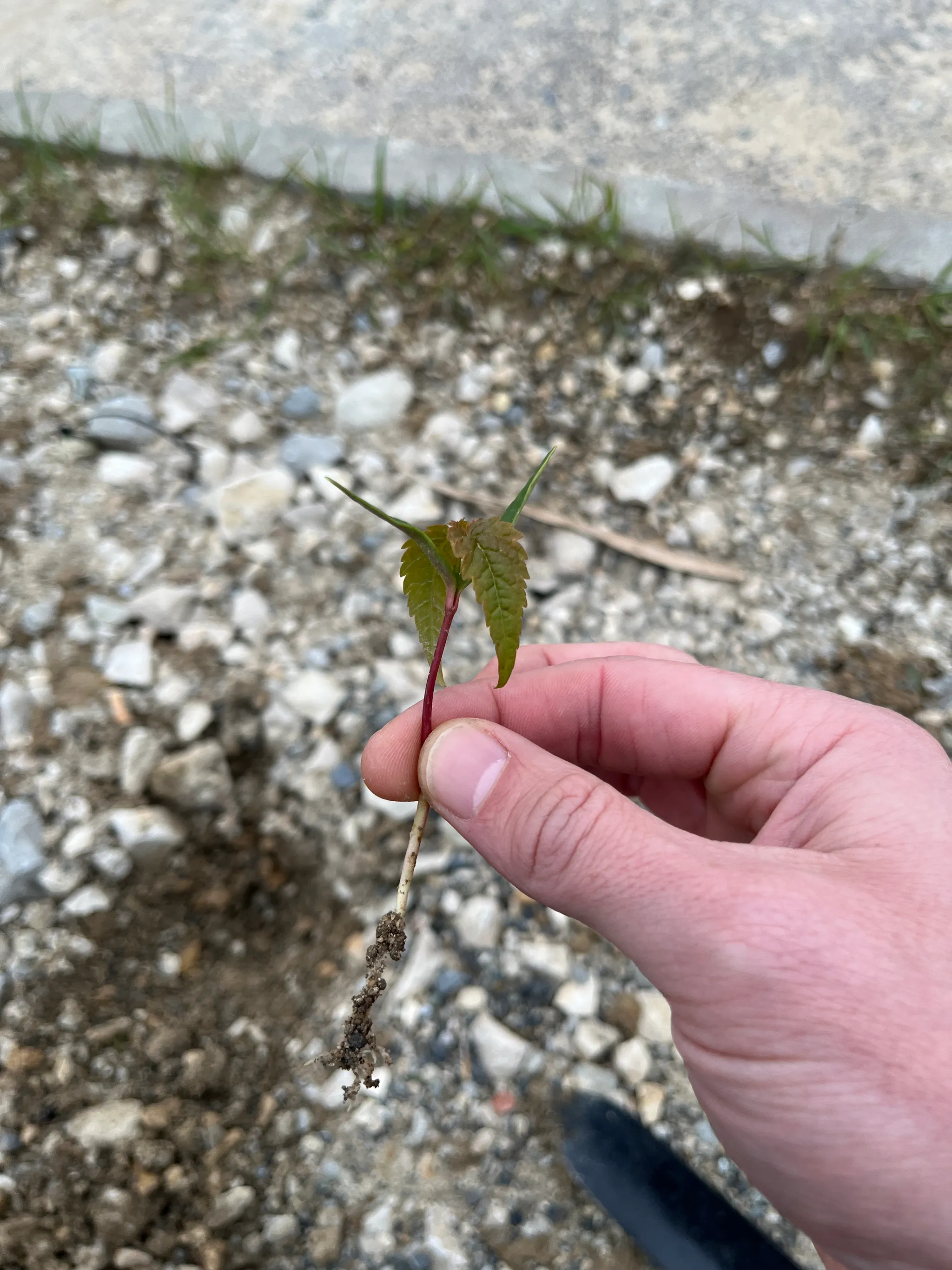 A hand holding an uprooted maple seedling with a reddish stem, a few young lobed leaves and a thin bare root, over a gravelly path.