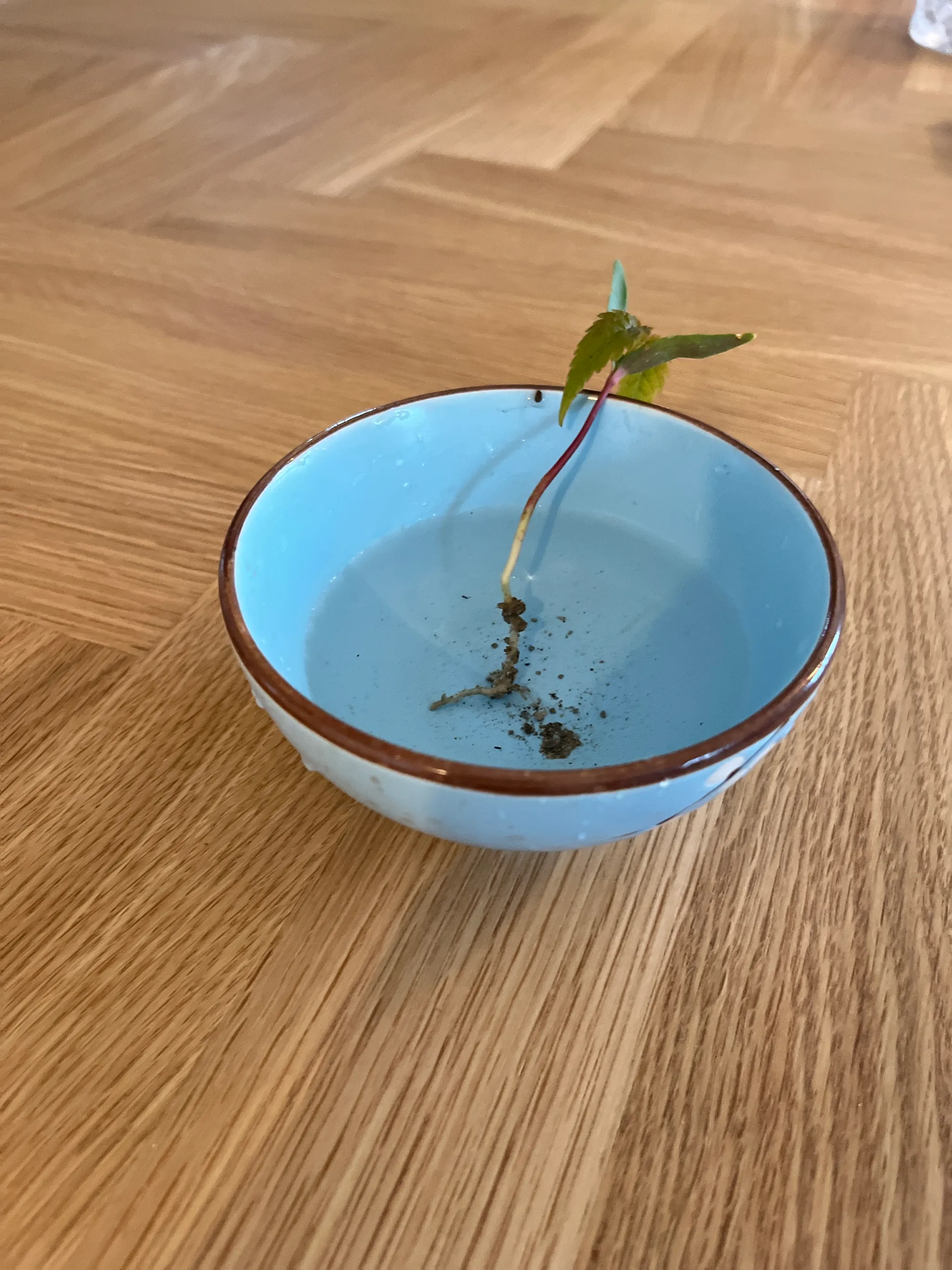 A maple seedling laid in a light-blue ceramic bowl of water on a wooden table, its bare root soaking with a little loose soil in the water.