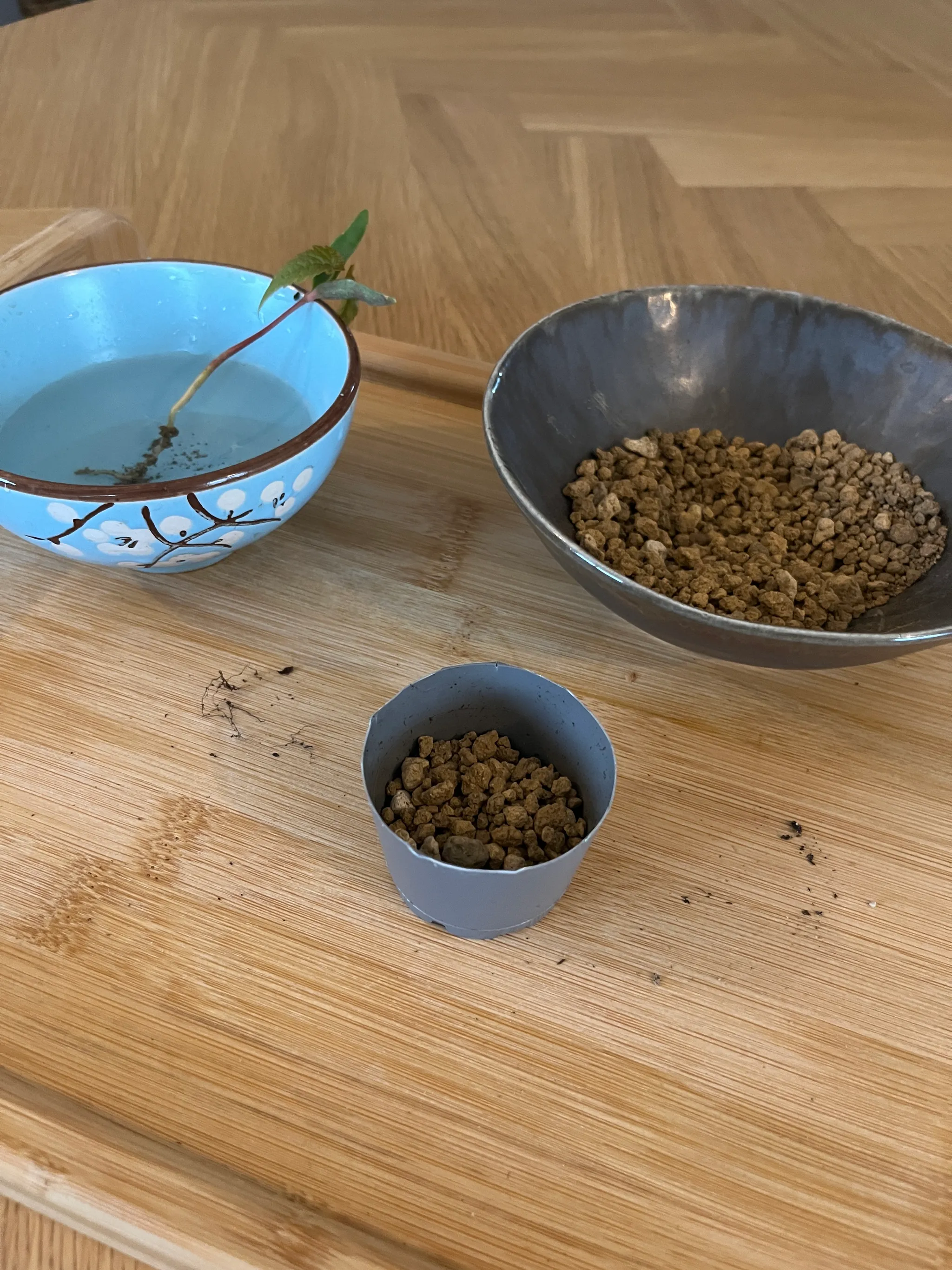 Repotting setup on a bamboo tray: the seedling soaking in a blue bowl, a grey bowl of granular akadama soil, and a small grey pot part-filled with it.