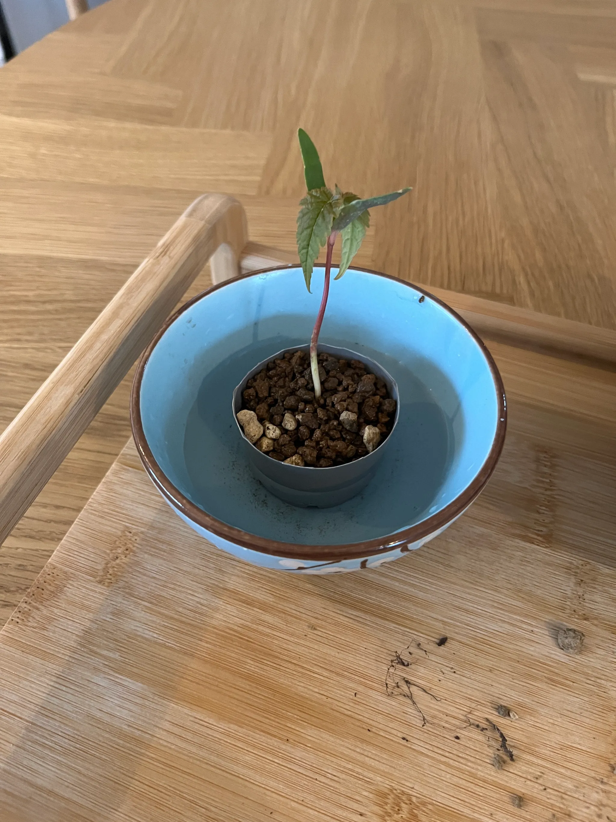 The maple seedling newly planted in a small grey pot of granular soil, standing inside a light-blue bowl on a bamboo tray, a few young leaves on a red stem.