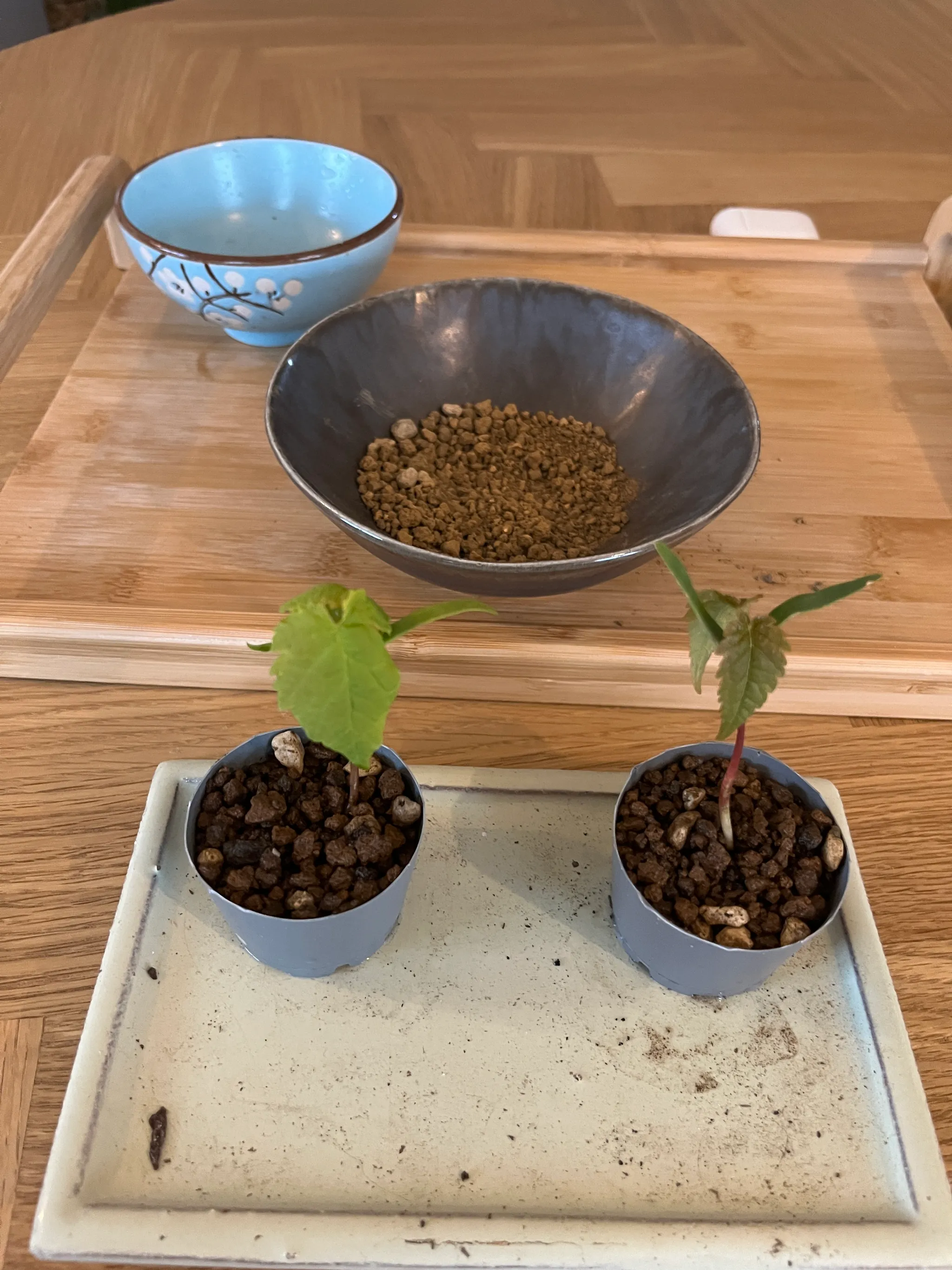Two maple seedlings potted in small grey pots on a pale tray, with a grey bowl of granular soil and a blue bowl behind them on a bamboo tray.