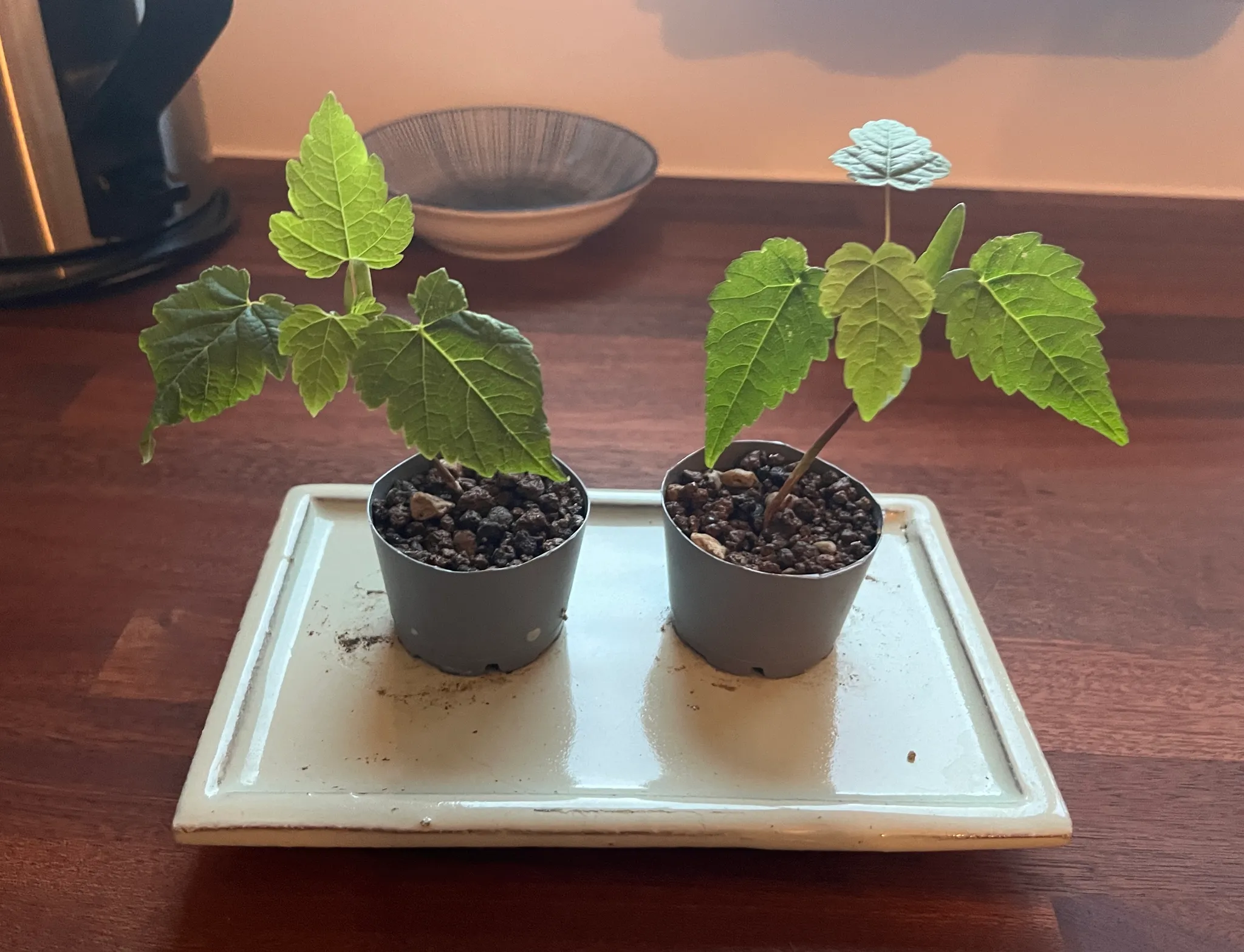 Two young maple seedlings in small grey plastic pots on a cream ceramic tray, each with a few lobed green leaves, on a dark wooden table.