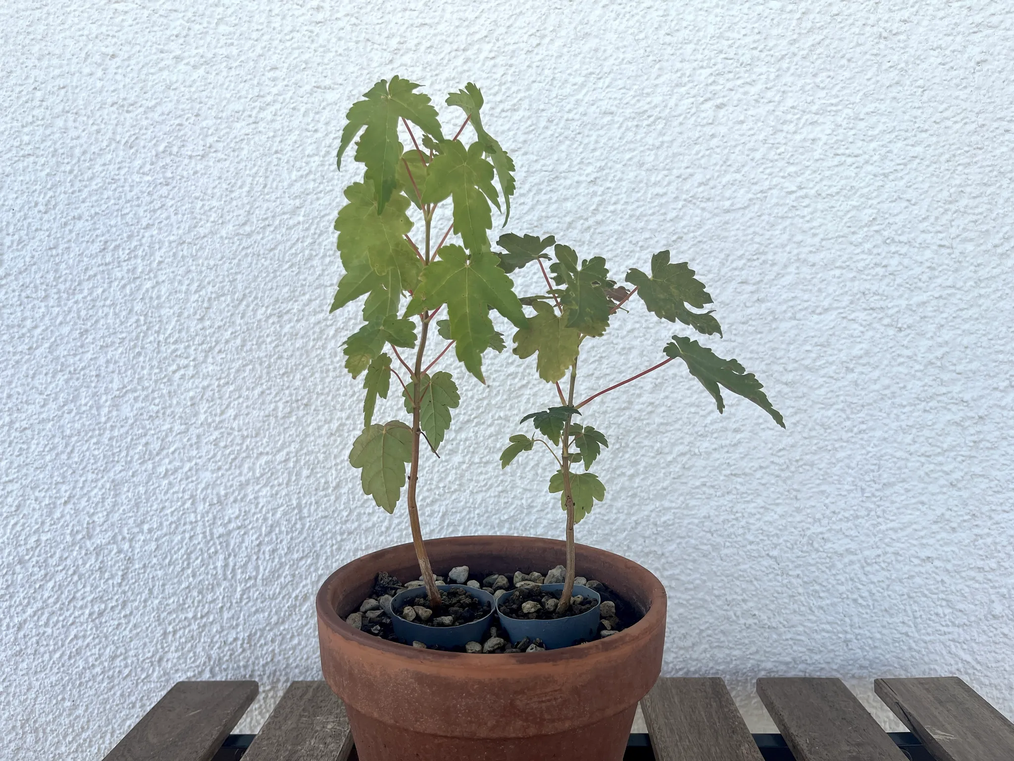 Two small maple seedlings sharing a terracotta pot, thin stems with lobed green leaves, against a white wall on a wooden bench.