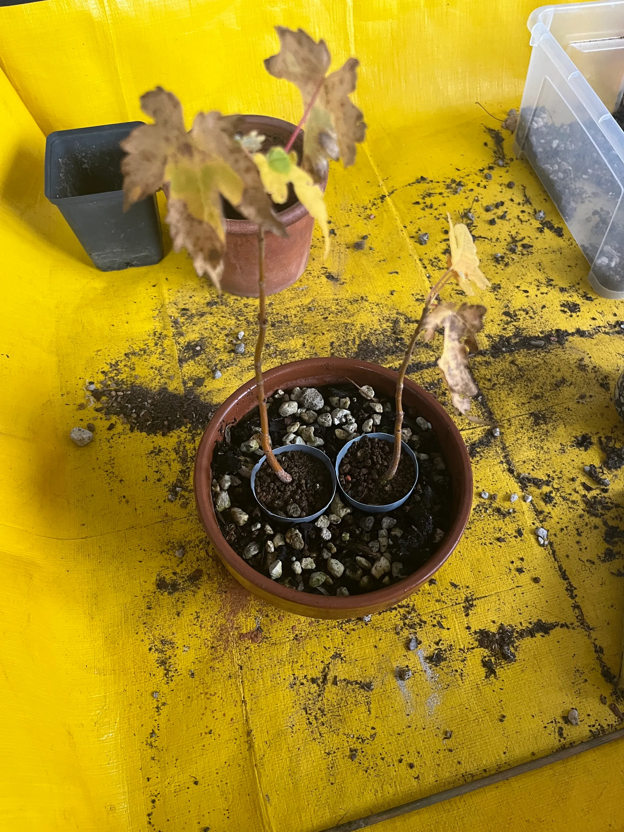 Two maple seedlings with yellow autumn leaves in a terracotta bowl on a yellow sheet, their stems threaded through small anchoring collars in the soil.