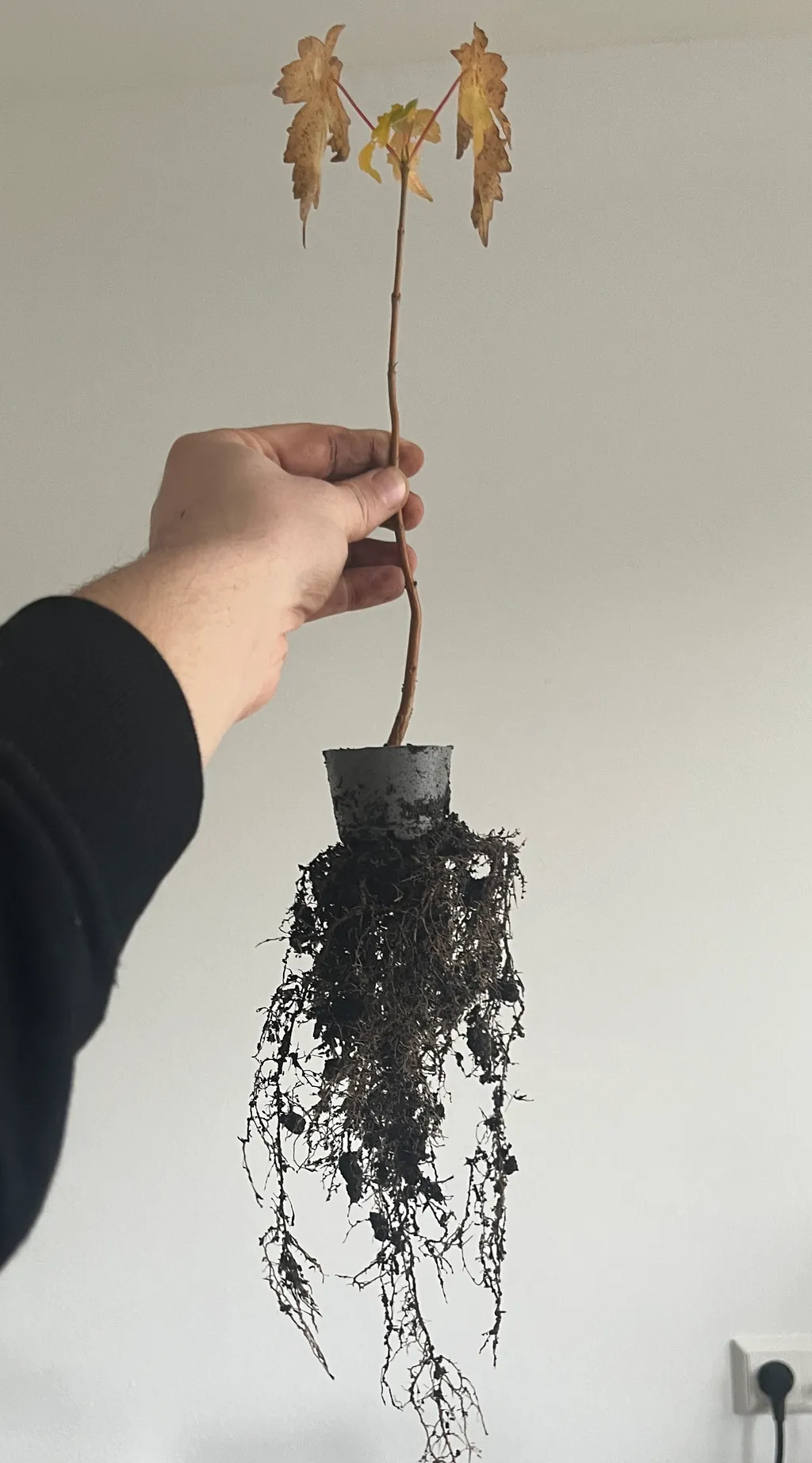 A hand holding a maple up against a white wall, a long trailing mass of fine bare roots hanging below the small pot, autumn-yellow leaves on top.