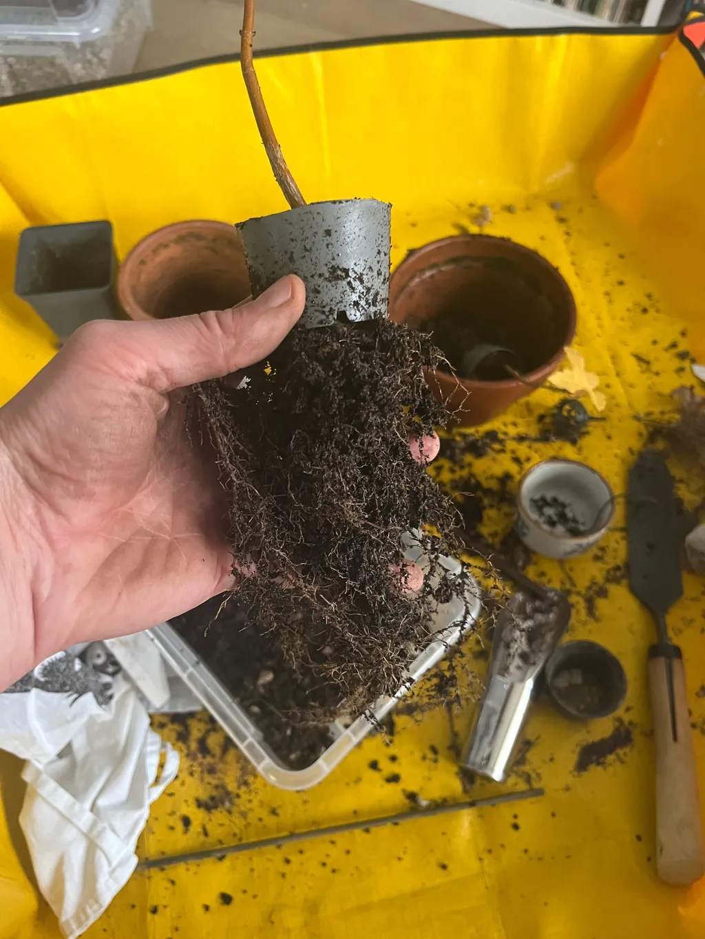 A hand holding a maple seedling lifted from its grey pot, a dense tangle of fine roots exposed, over a yellow work sheet with tools and pots — bare-root repotting in autumn.