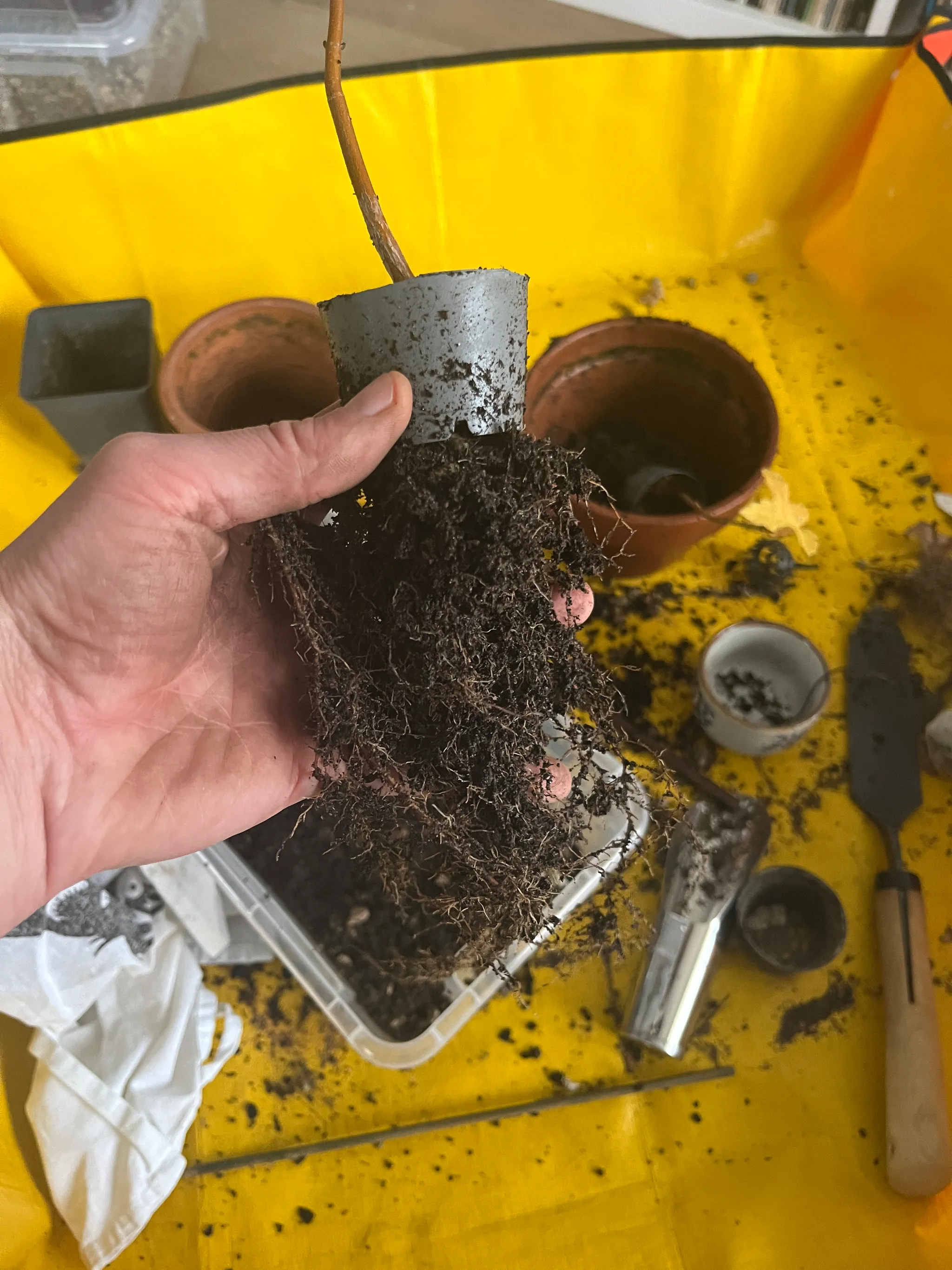 A hand holding a maple seedling lifted from its grey pot, a dense tangle of fine roots exposed, over a yellow work sheet with tools and pots — bare-root repotting in autumn.