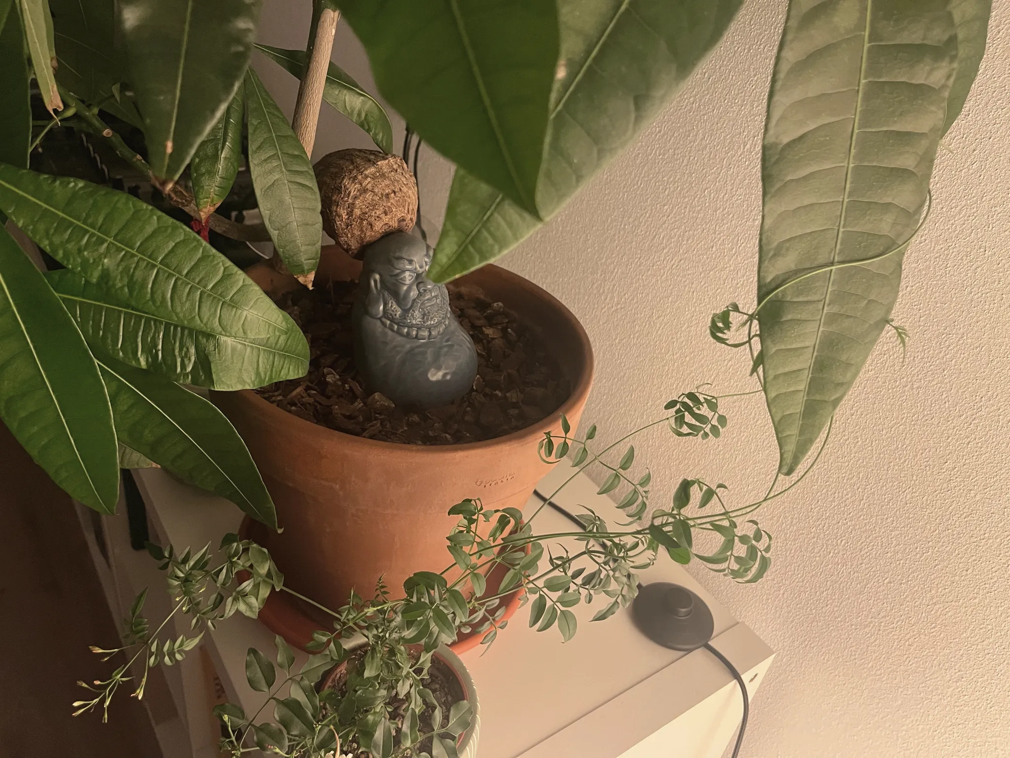 A pachira (money tree) in a terracotta pot on a white cabinet, its swollen base beside a small grey carved statue, long green leaves and a trailing plant around it.