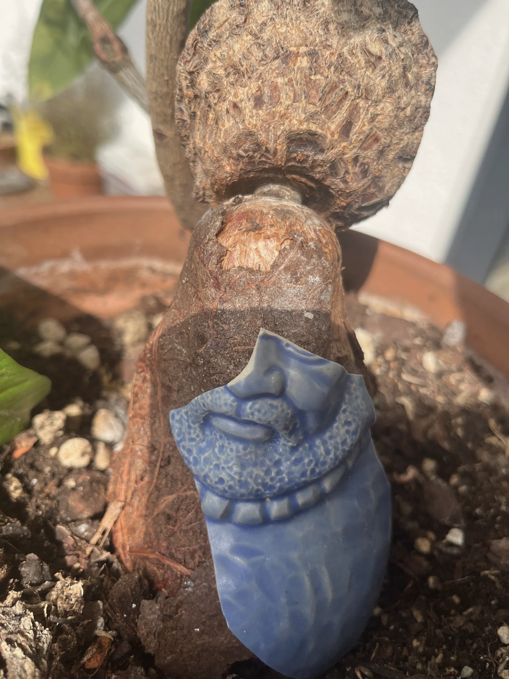 Close-up of a small blue ceramic figure of a robed man tucked against the pachira's knobbly woody base in a terracotta pot, a bark scar above it.