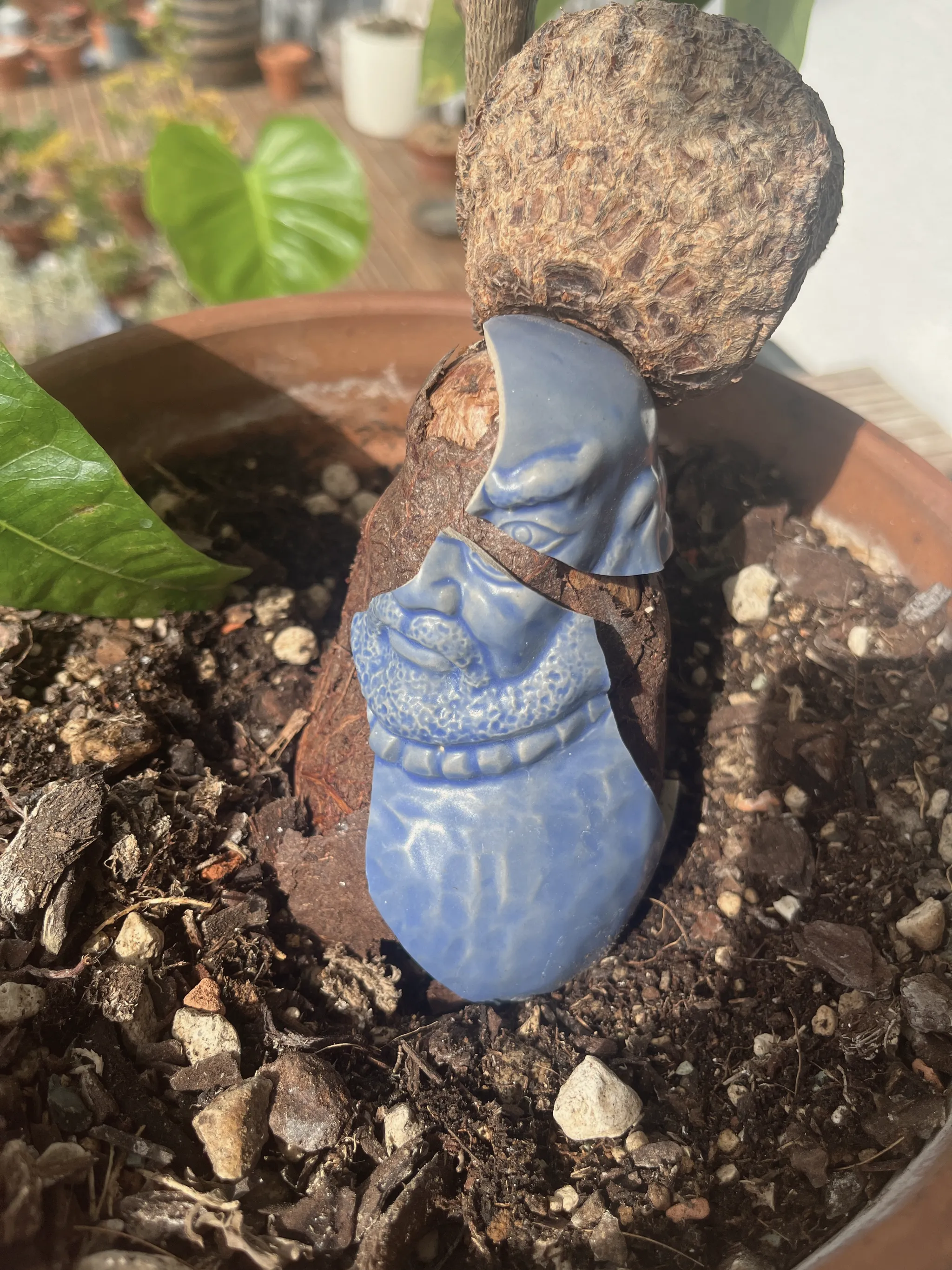 The blue glazed figurine standing in the soil beneath the pachira's bulbous woody base in a sunlit terracotta pot, a green leaf to the left.