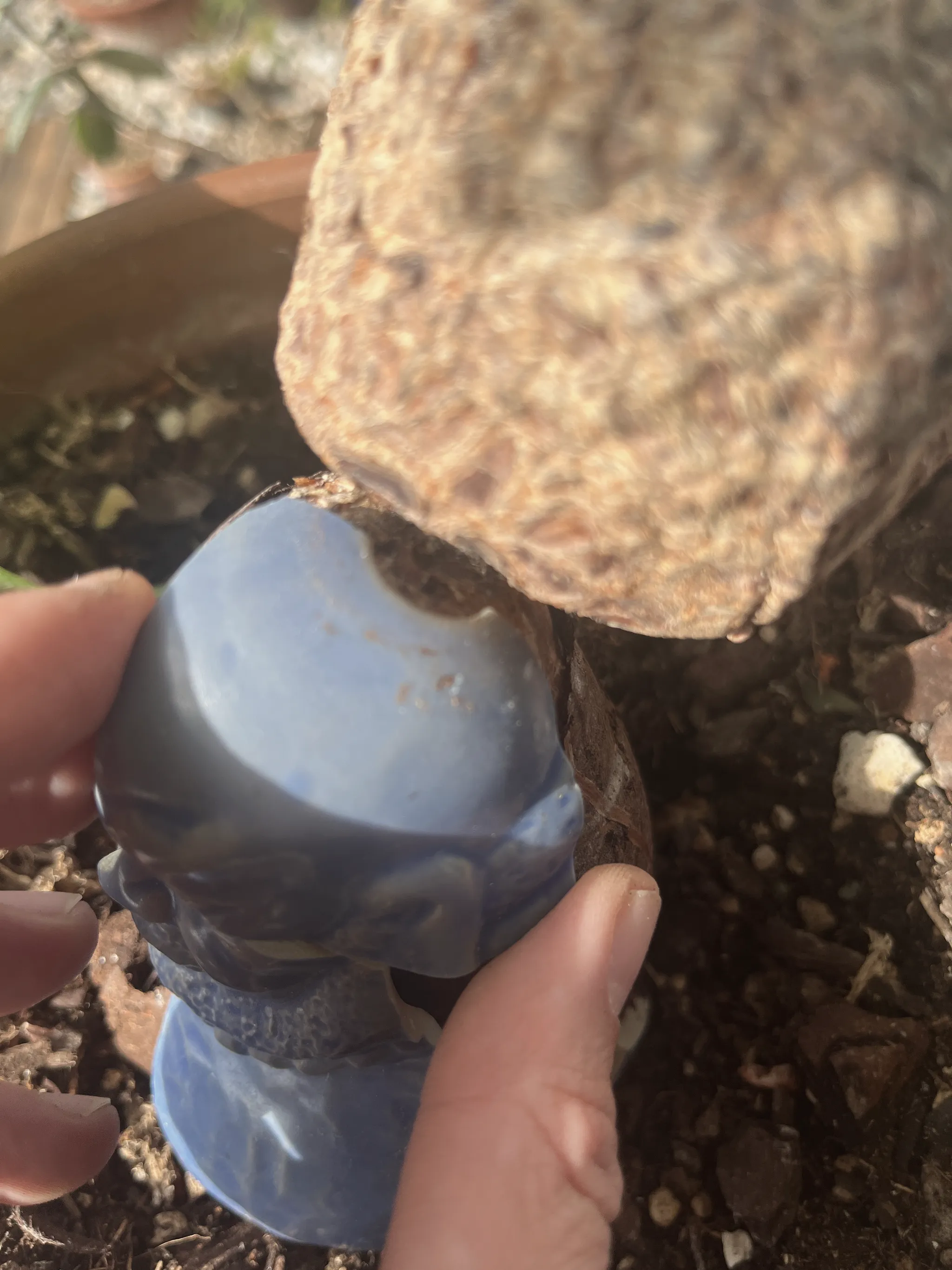 A hand steadying the blue figurine as it is placed at the foot of the pachira's woody base, dark soil around it.