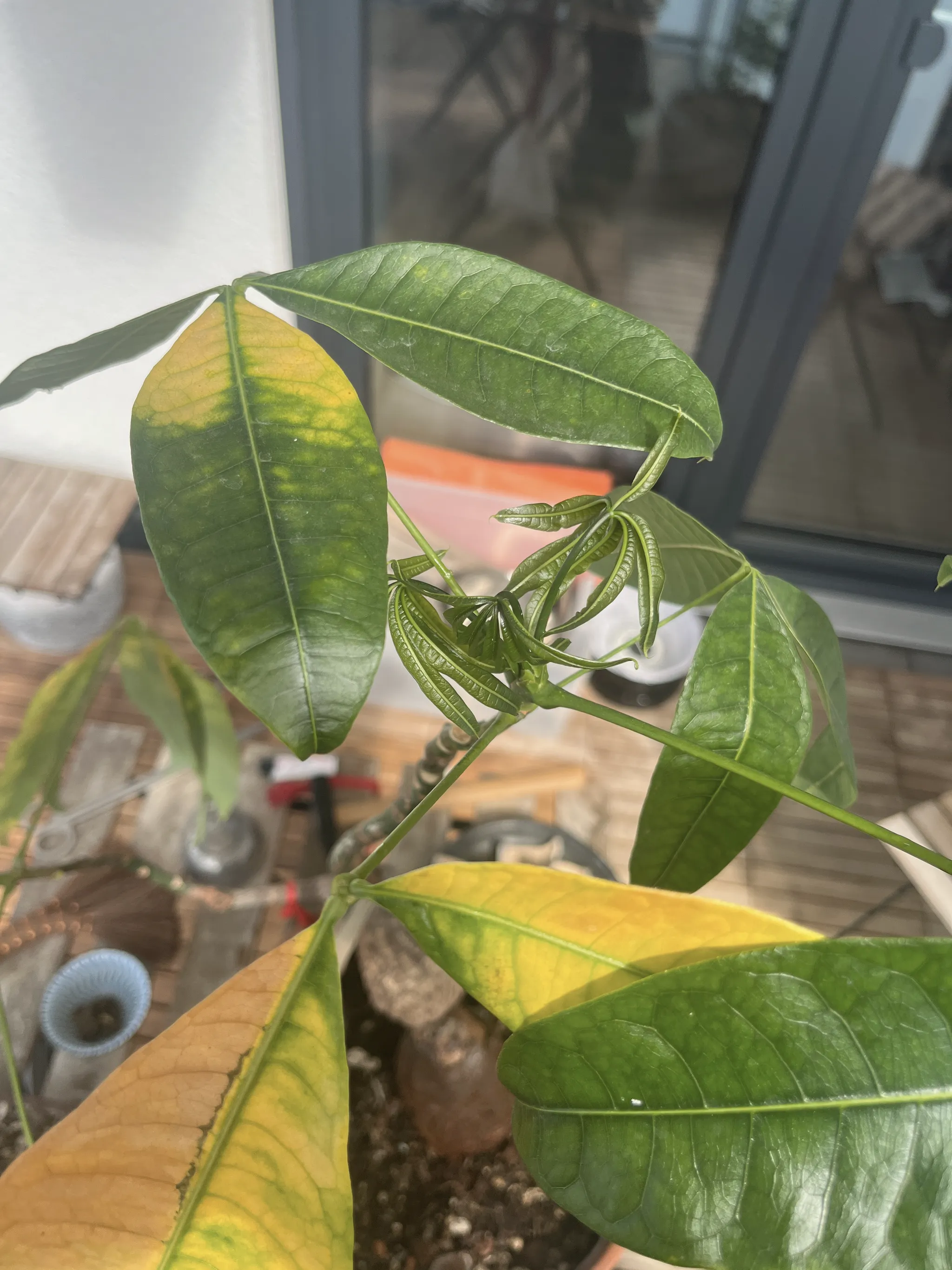 The pachira's upper leaves, several older leaflets turned yellow among the glossy green ones, new shoots unfurling at the centre, a balcony door behind.