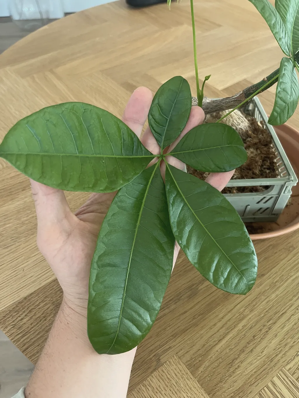A hand holding up a pachira's palmate leaves — five long green leaflets fanning from one point — over a wooden table, the mesh-basket pot behind.