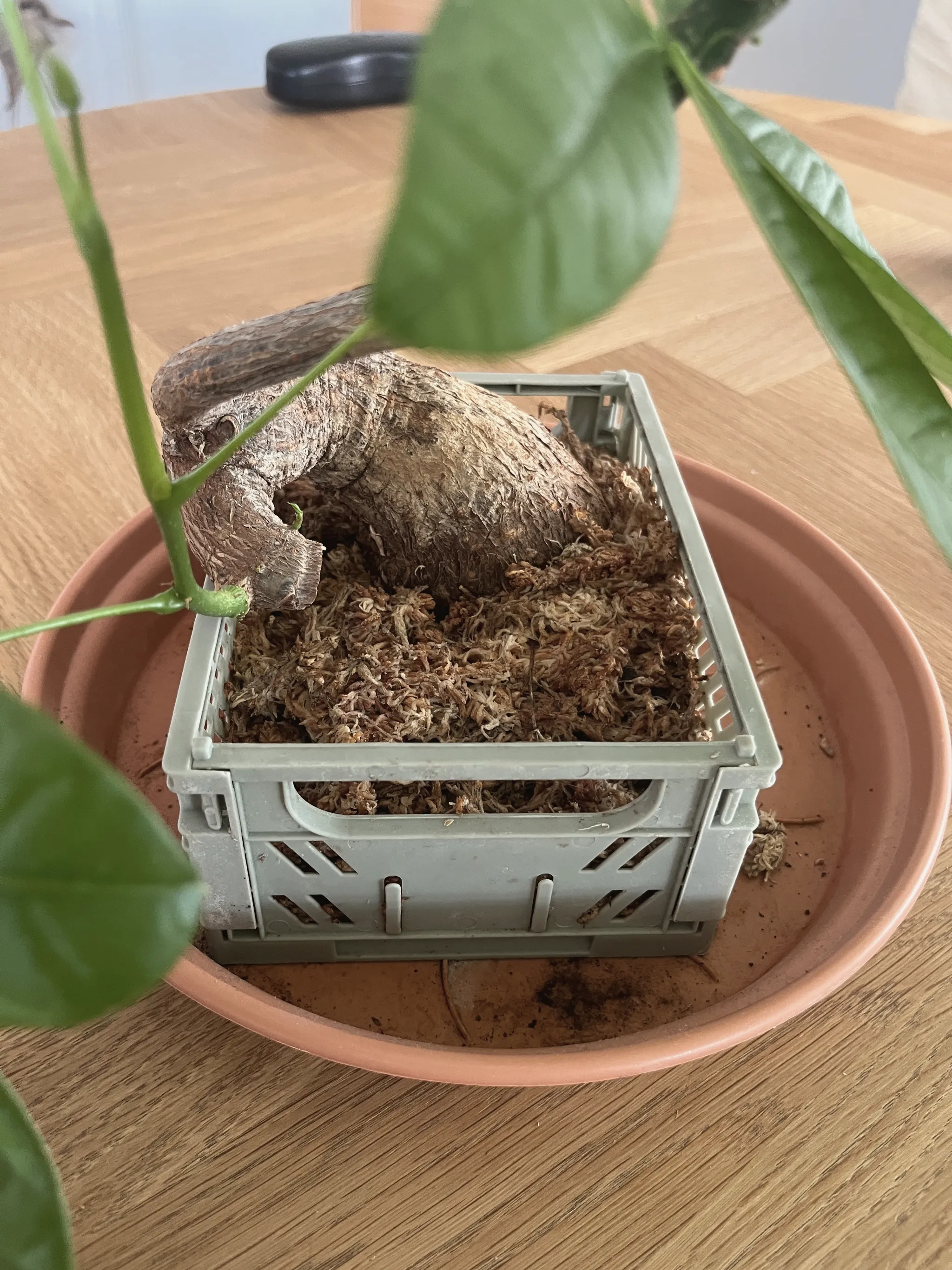 The pachira's thick, swollen woody base sitting in a grey mesh basket packed with sphagnum moss, on a terracotta saucer on a wooden table.