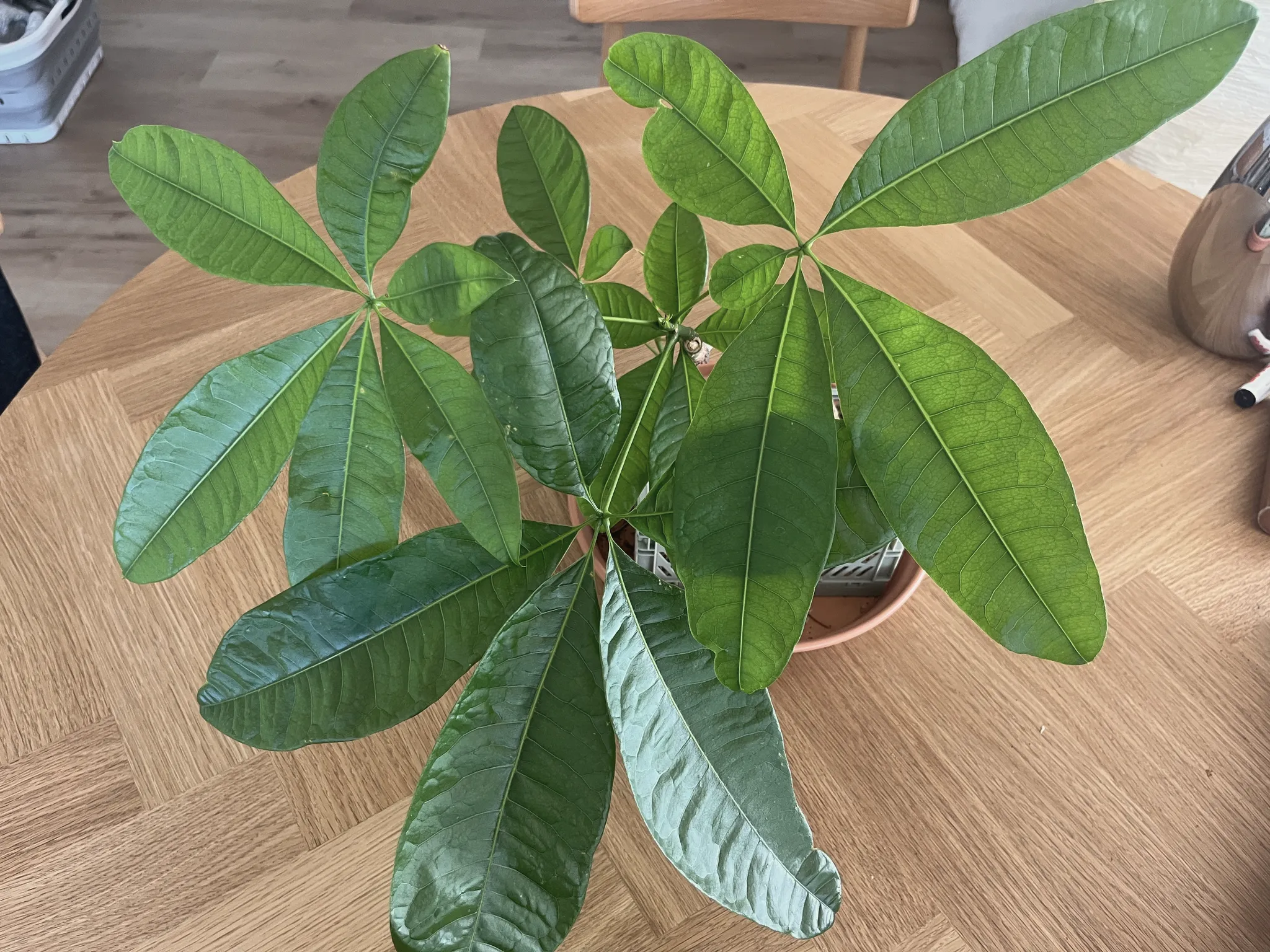 Top-down view of the pachira's full crown of glossy palmate green leaves spreading over a round table, the pot hidden beneath.