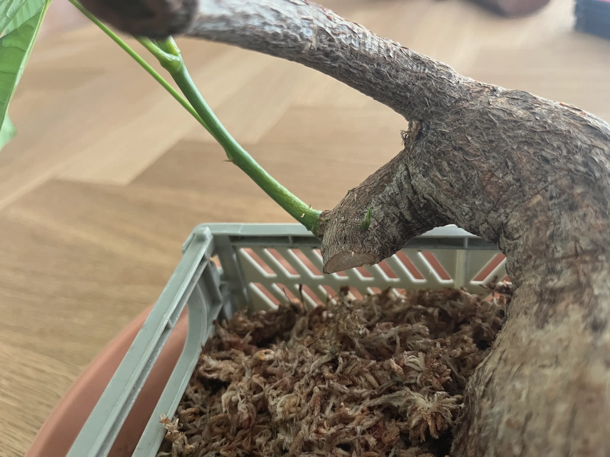 Close-up of the pachira's woody trunk arching out of a moss-filled grey mesh basket, a green shoot emerging at the base.