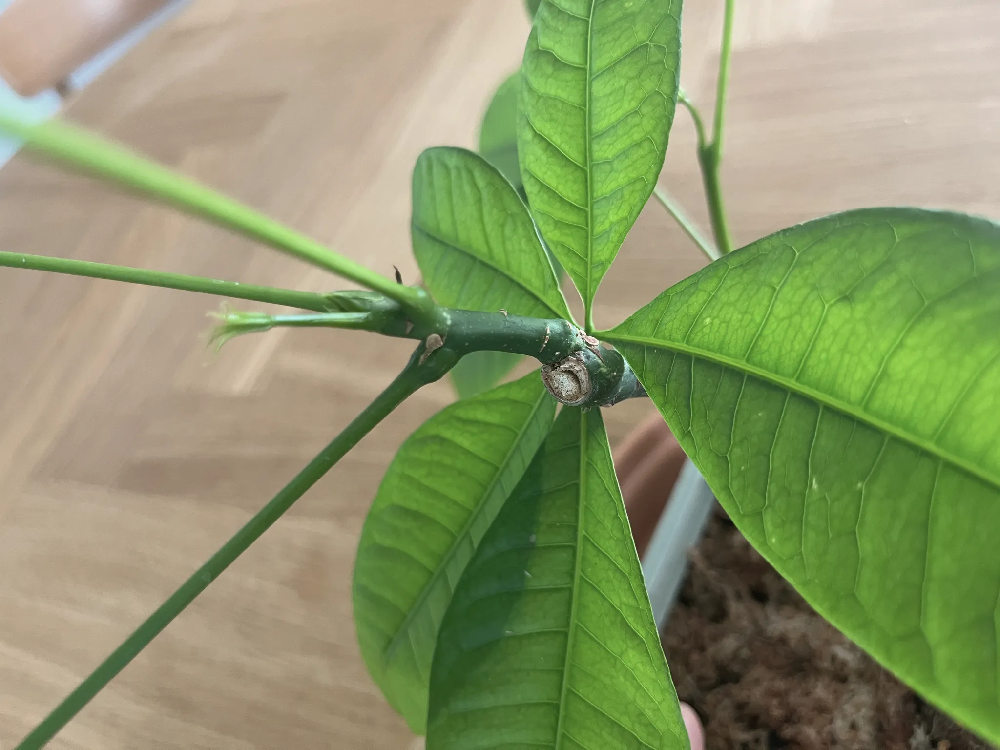 Overhead close-up of the pachira's centre, where several green leaf-stalks radiate from a single node on the stem.